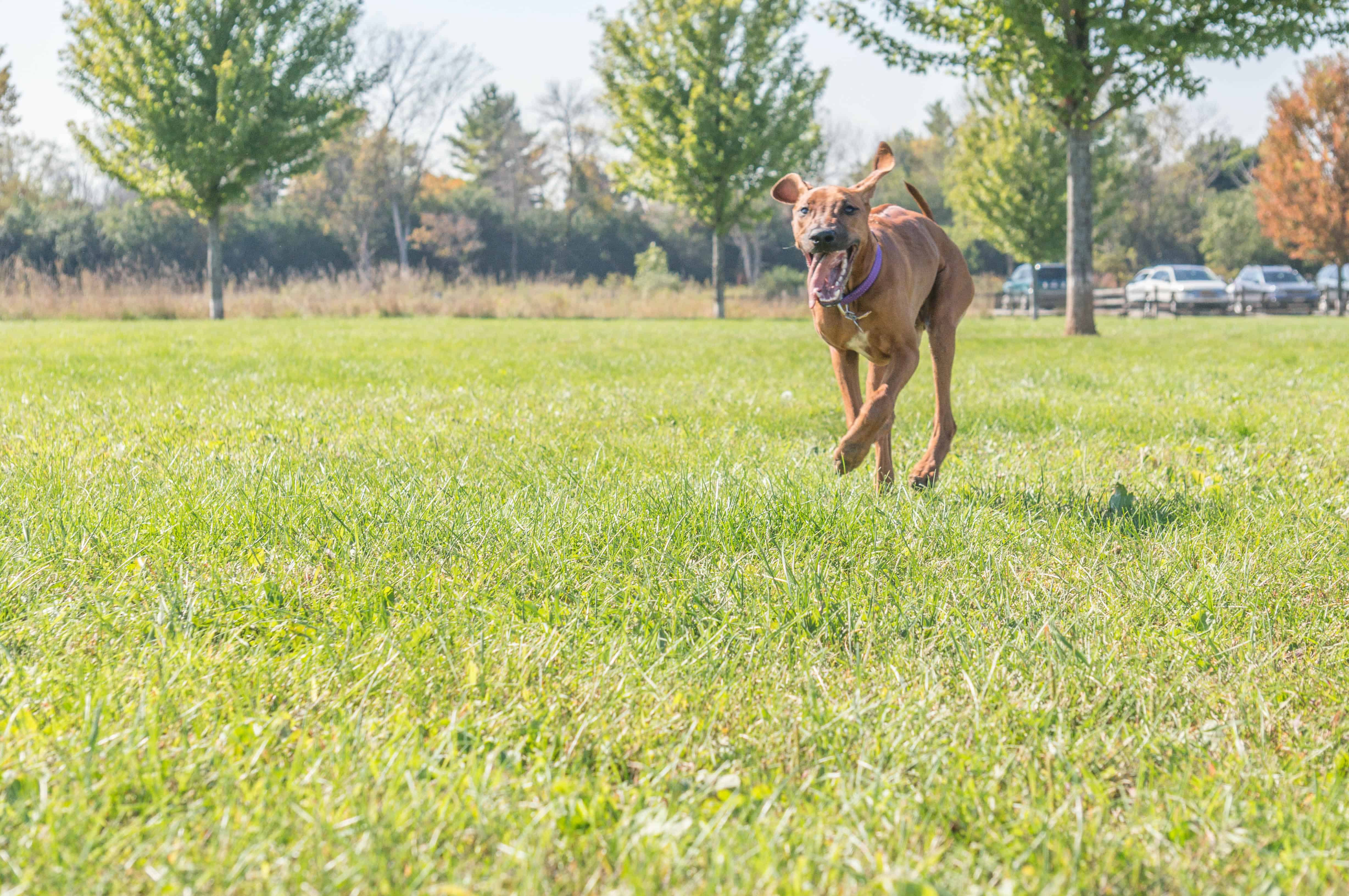 Rhodesian Ridgeback, puppy, adventure, chicago, marking our territory, wolf prairie, blog