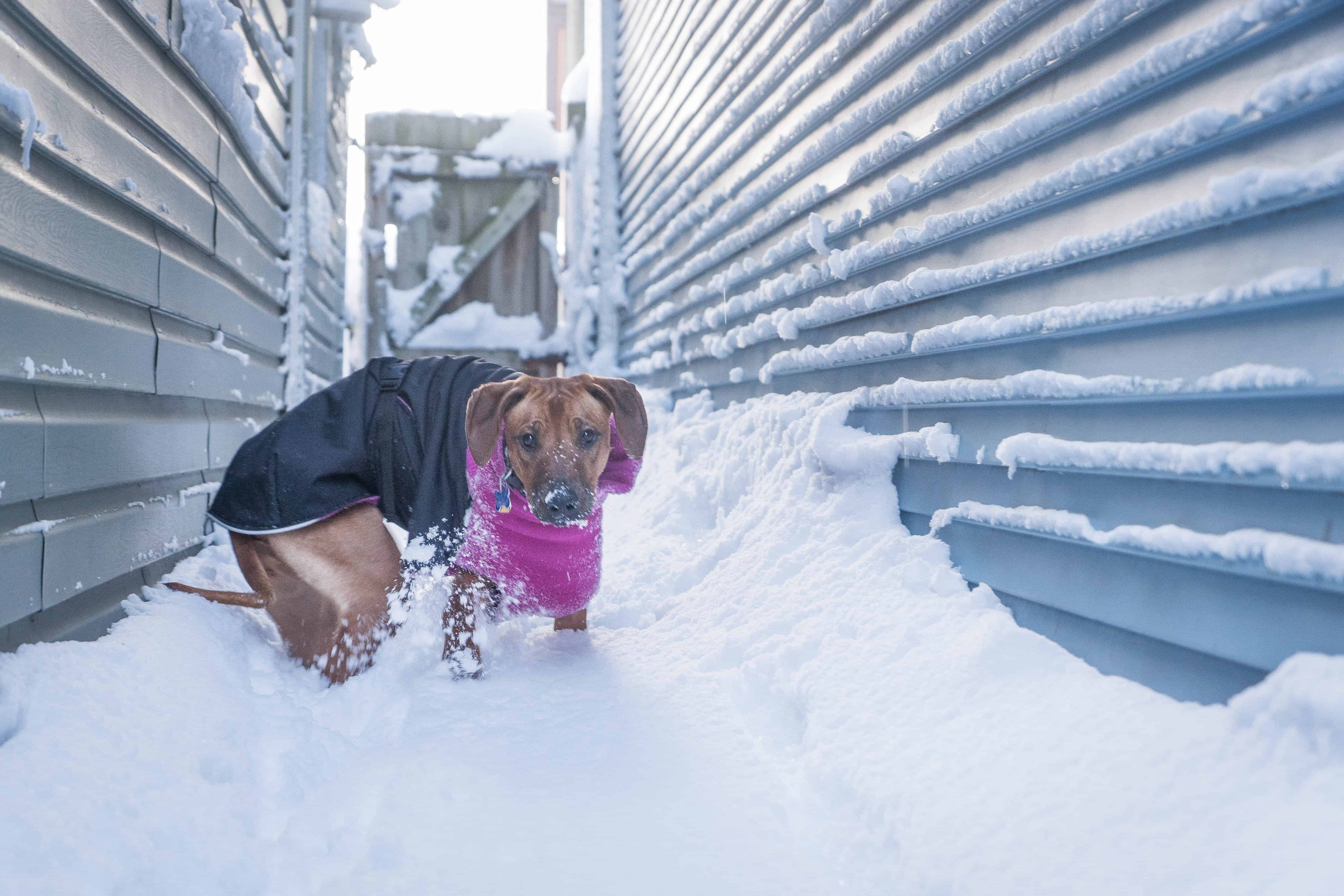 rhodesian ridgeback, puppy, chicago, marking our territory, adventure 