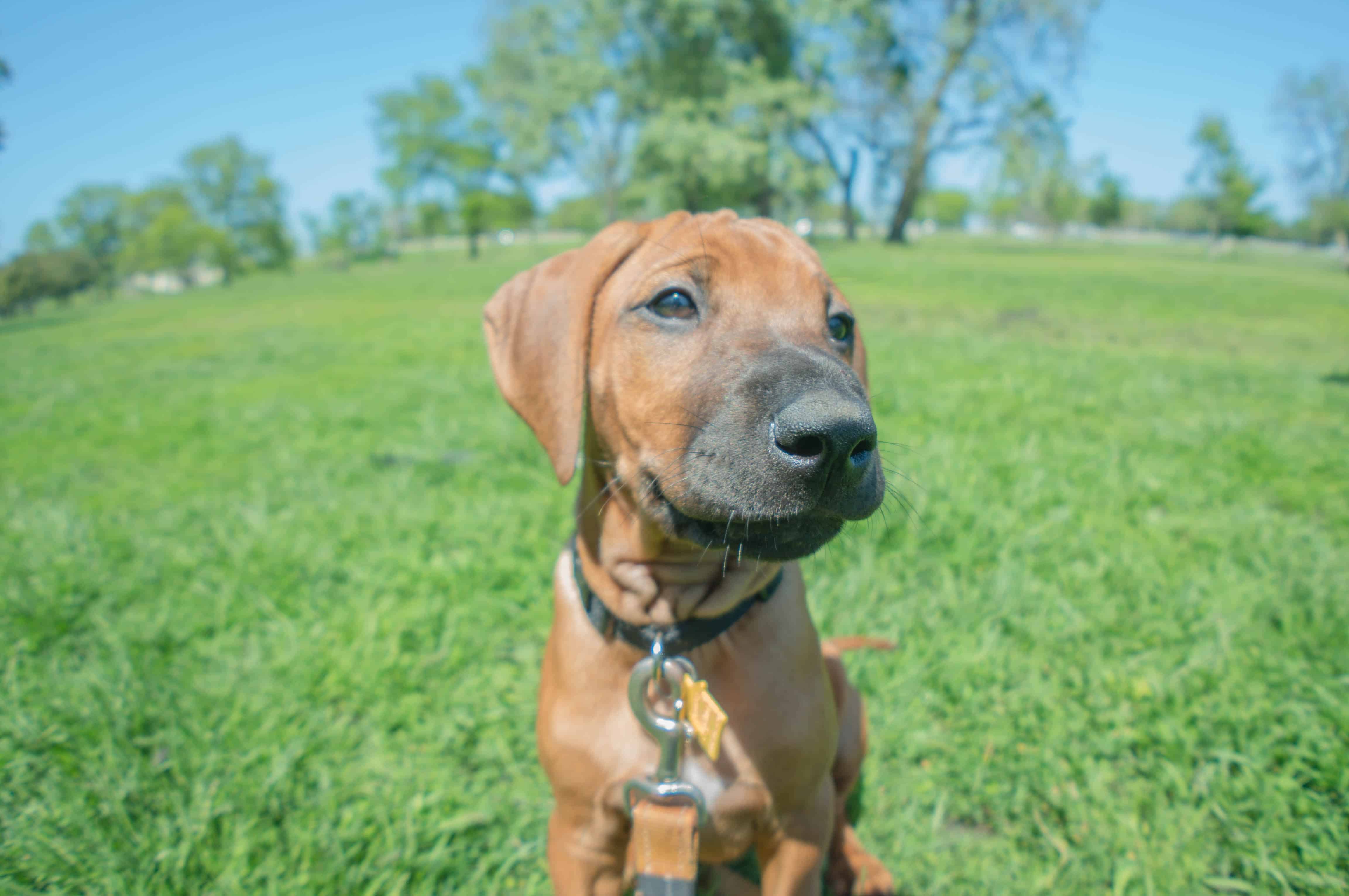 Rhodesian Ridgeback, cute, puppy, chicago, blog, adventure