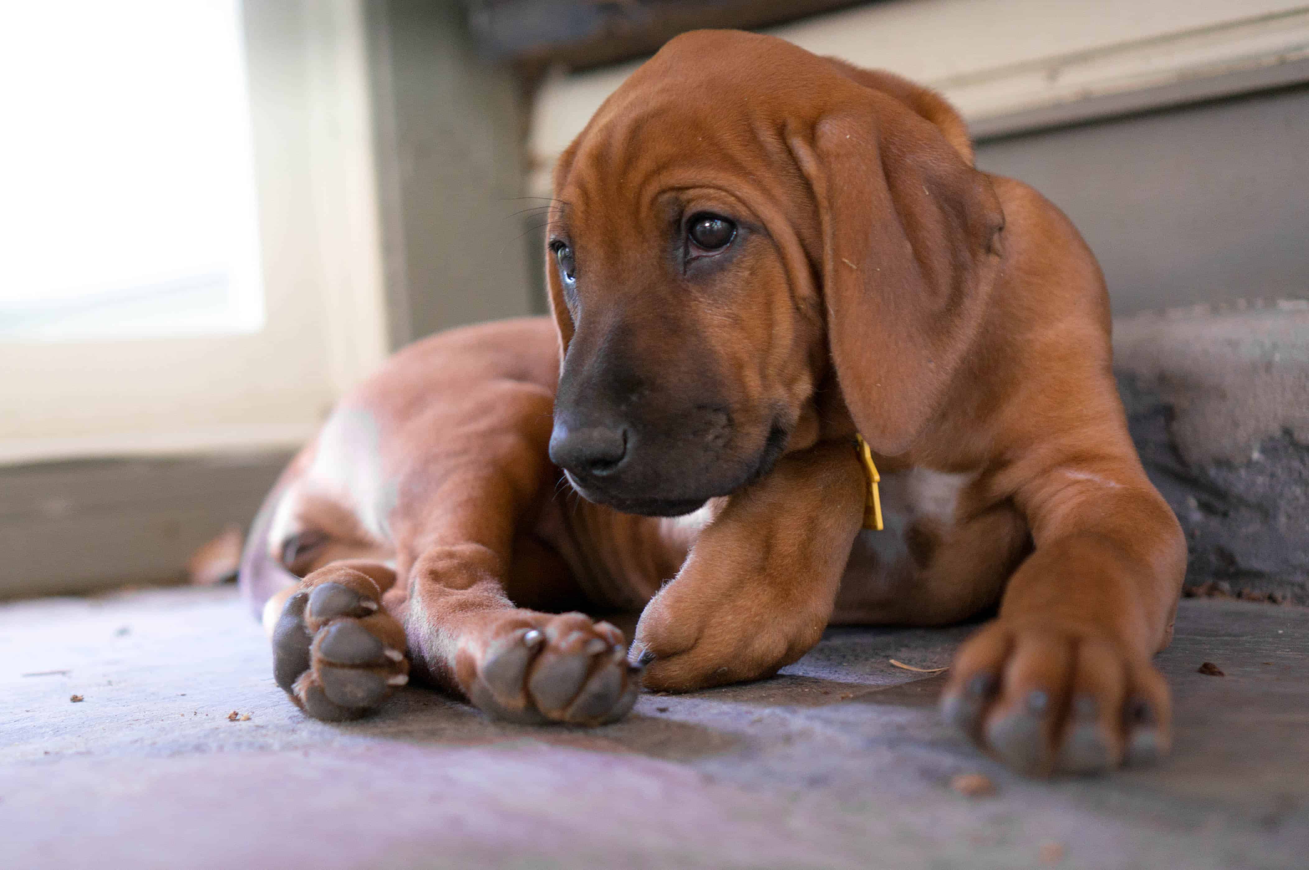 Rhodesian Ridgeback, puppy, marking our territory, adventure