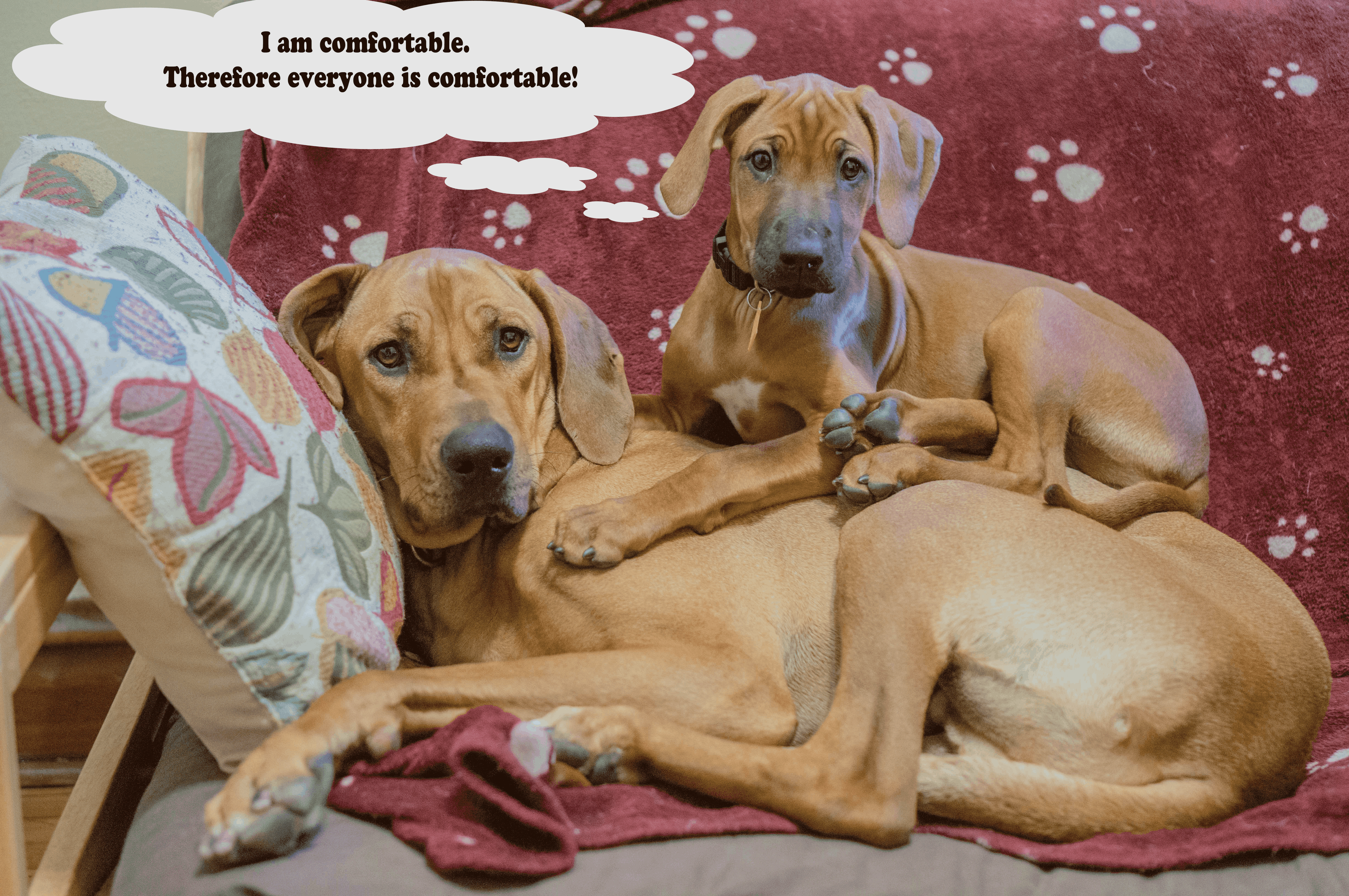 Rhodesian Ridgeback, puppy, funny, marking our territory, adventure, blog, dogs