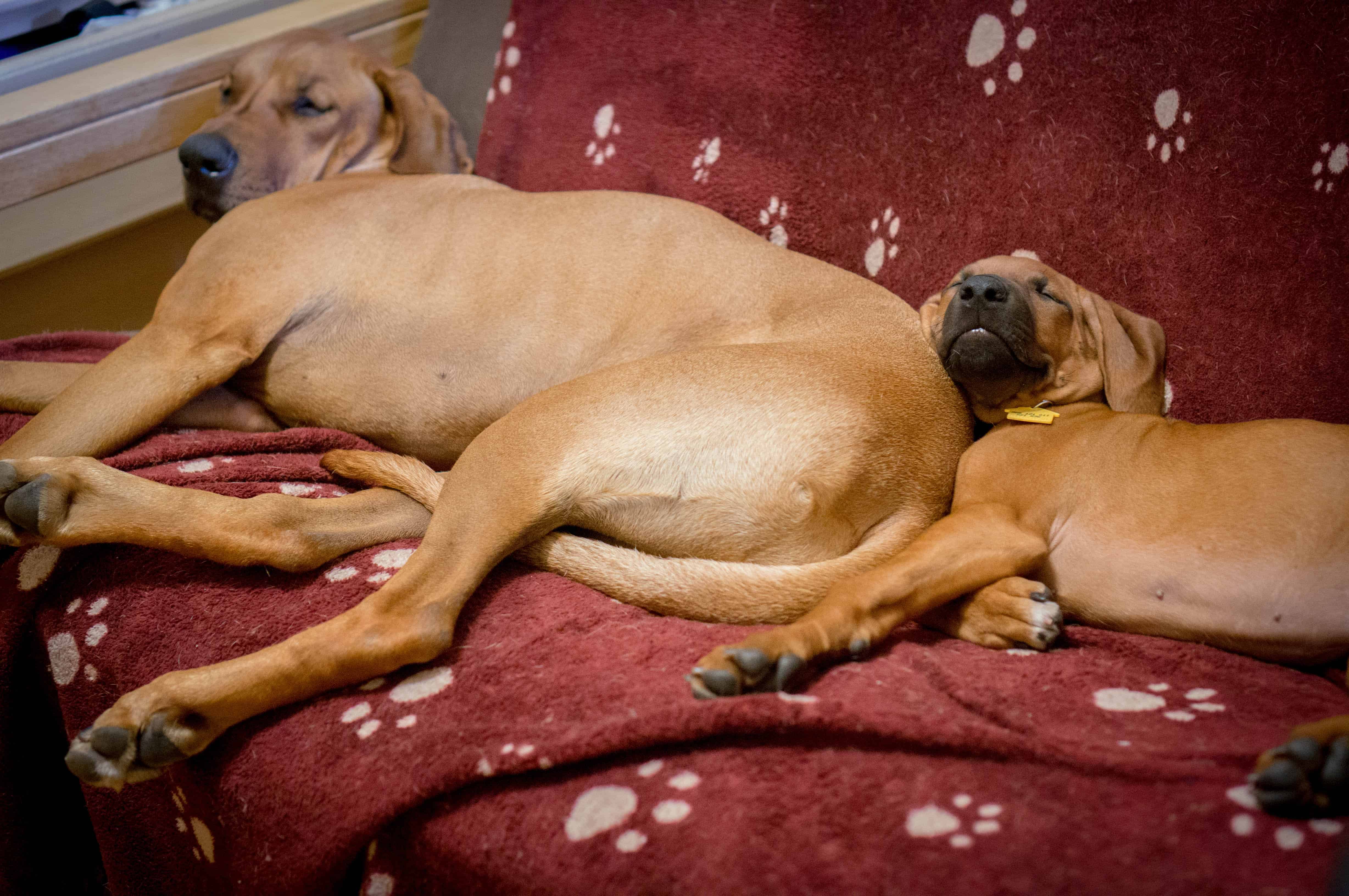 Rhodesian Ridgeback, puppy, marking our territory, blog, adventure, chicago