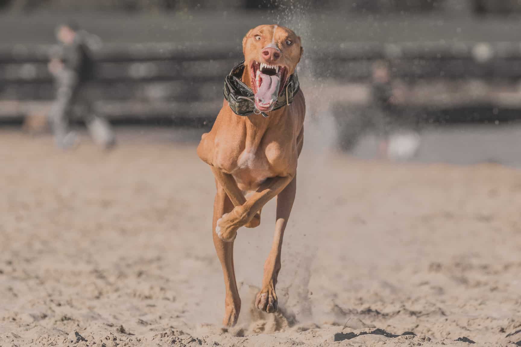 Rhodesian Ridgeback, Chicago, Montrose Dog Beach, Adventure, Marking Our Territory