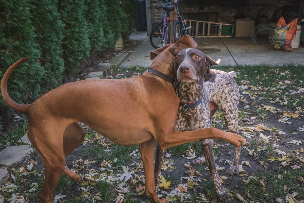 Rhodesian Ridgeback, German Shorthaired Pointer, Chicago, Marking Our Territory