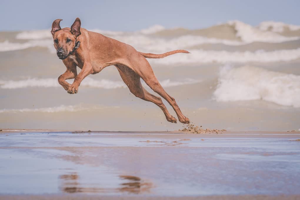 Rhodesian Ridgeback, Chicago, Puppy, Montrose Dog Beach, Marking Our Territory