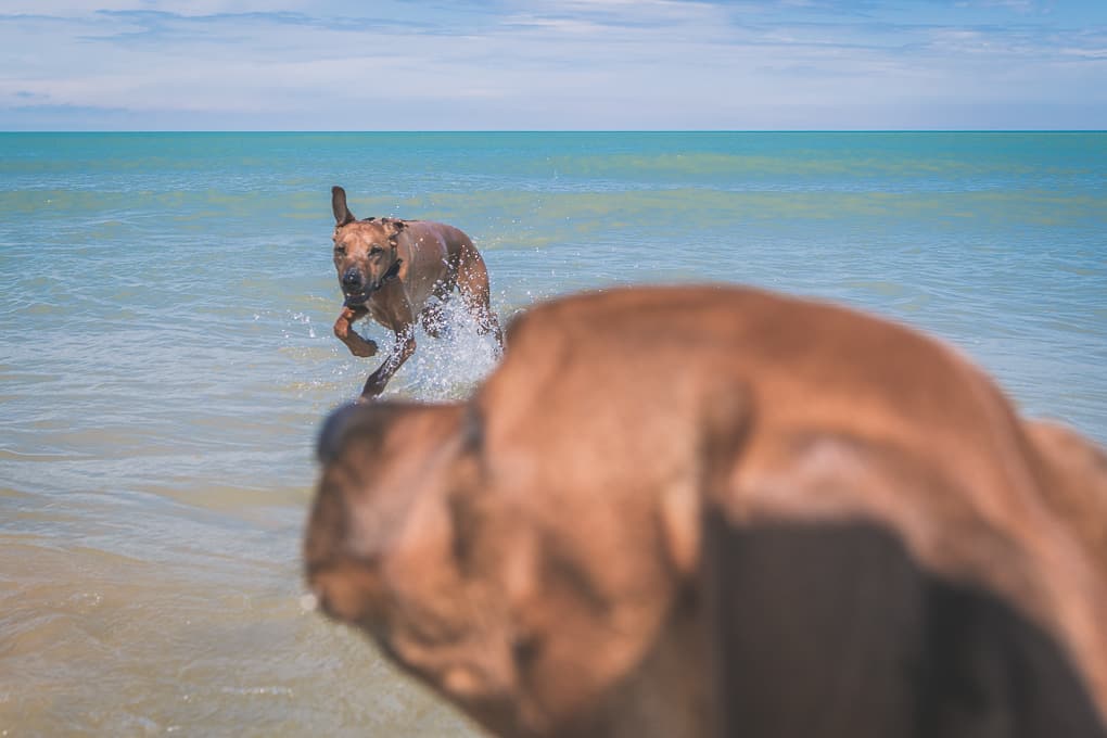 Rhodesian Ridgeback, montrose dog beach, chicago, marking our territory, puppy