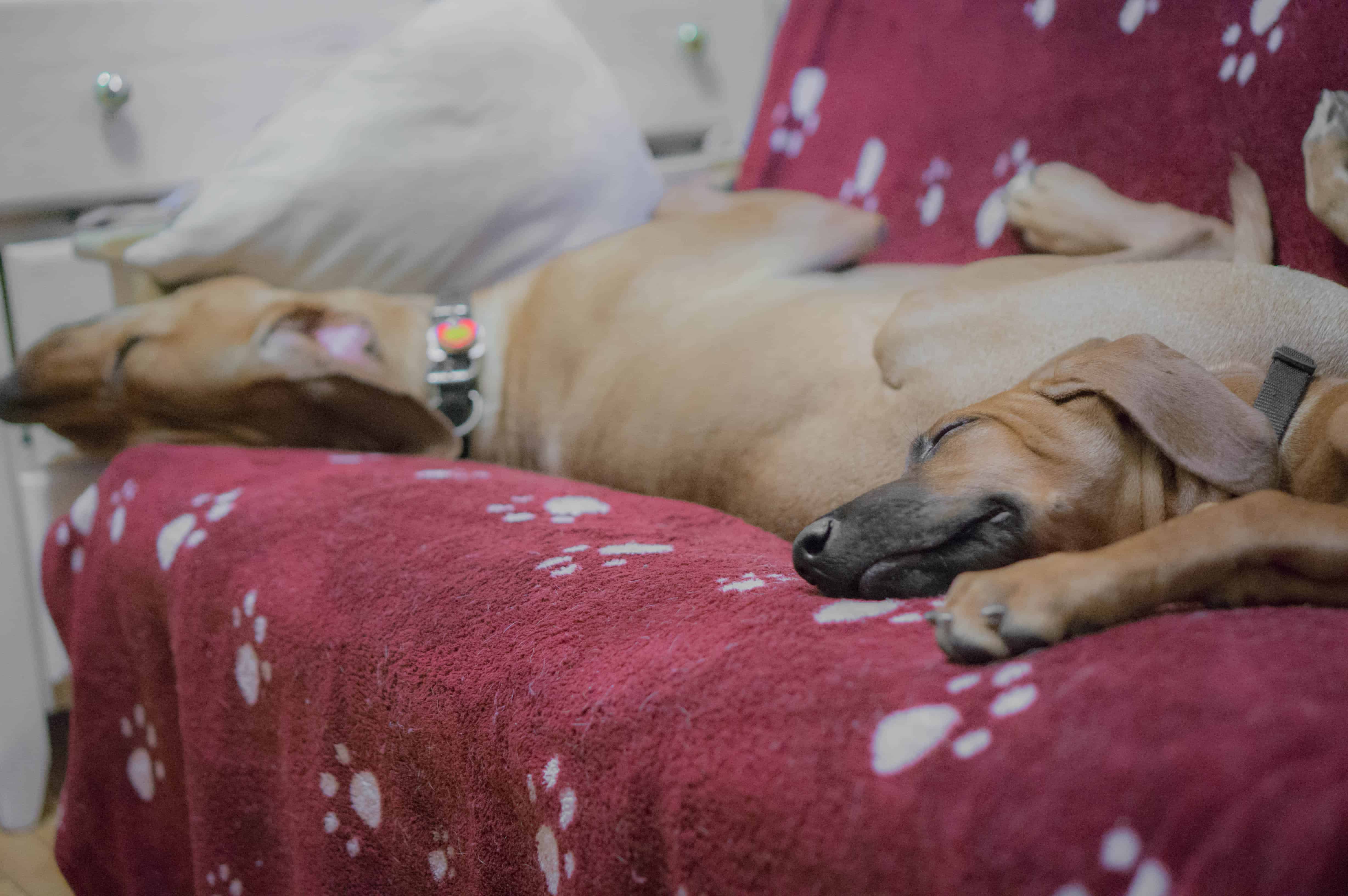 Rhodesian Ridgeback, puppy, marking our territory, blog, adventure, chicago