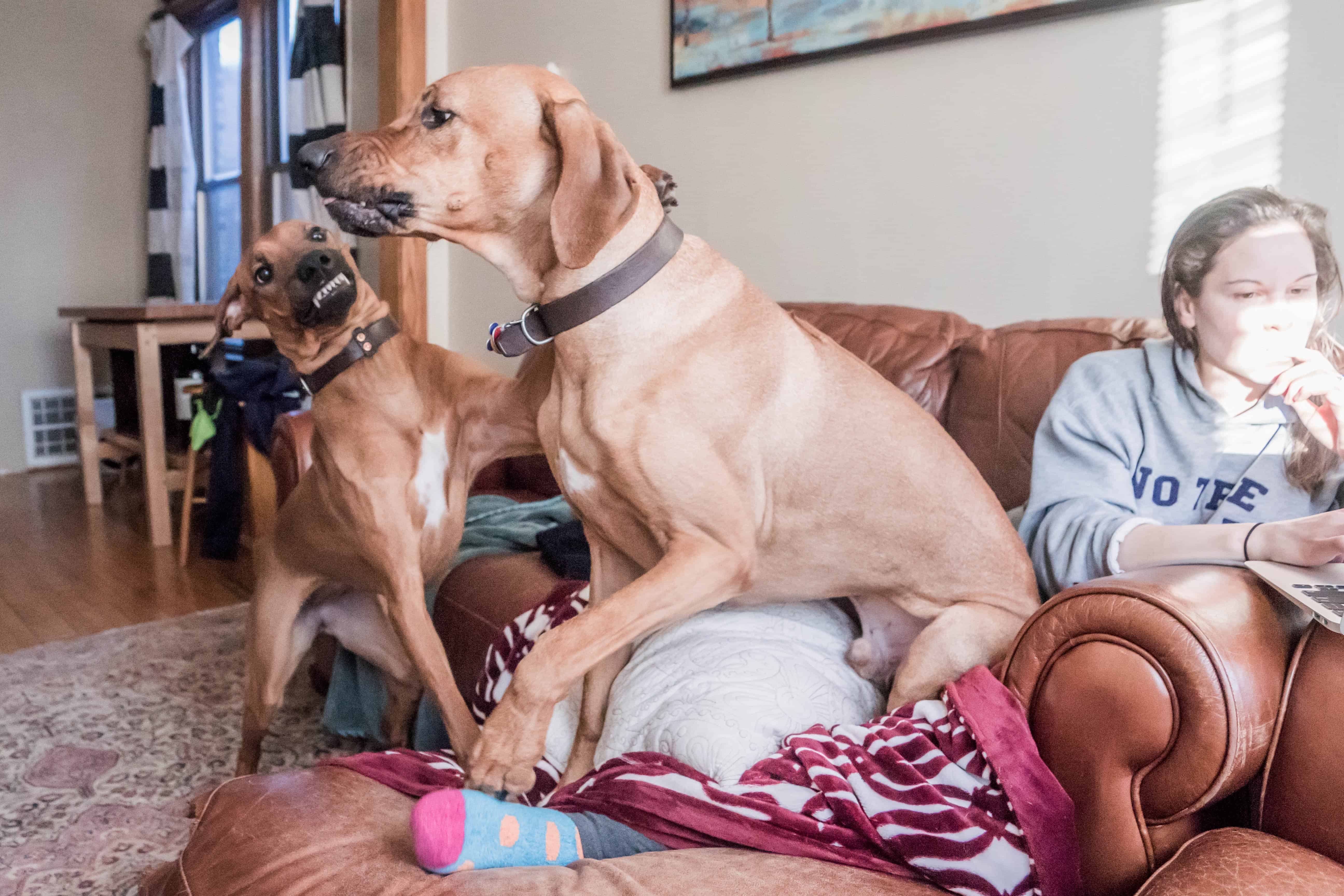 rhodesian ridgeback, puppy, chicago, marking our territory, adventure 