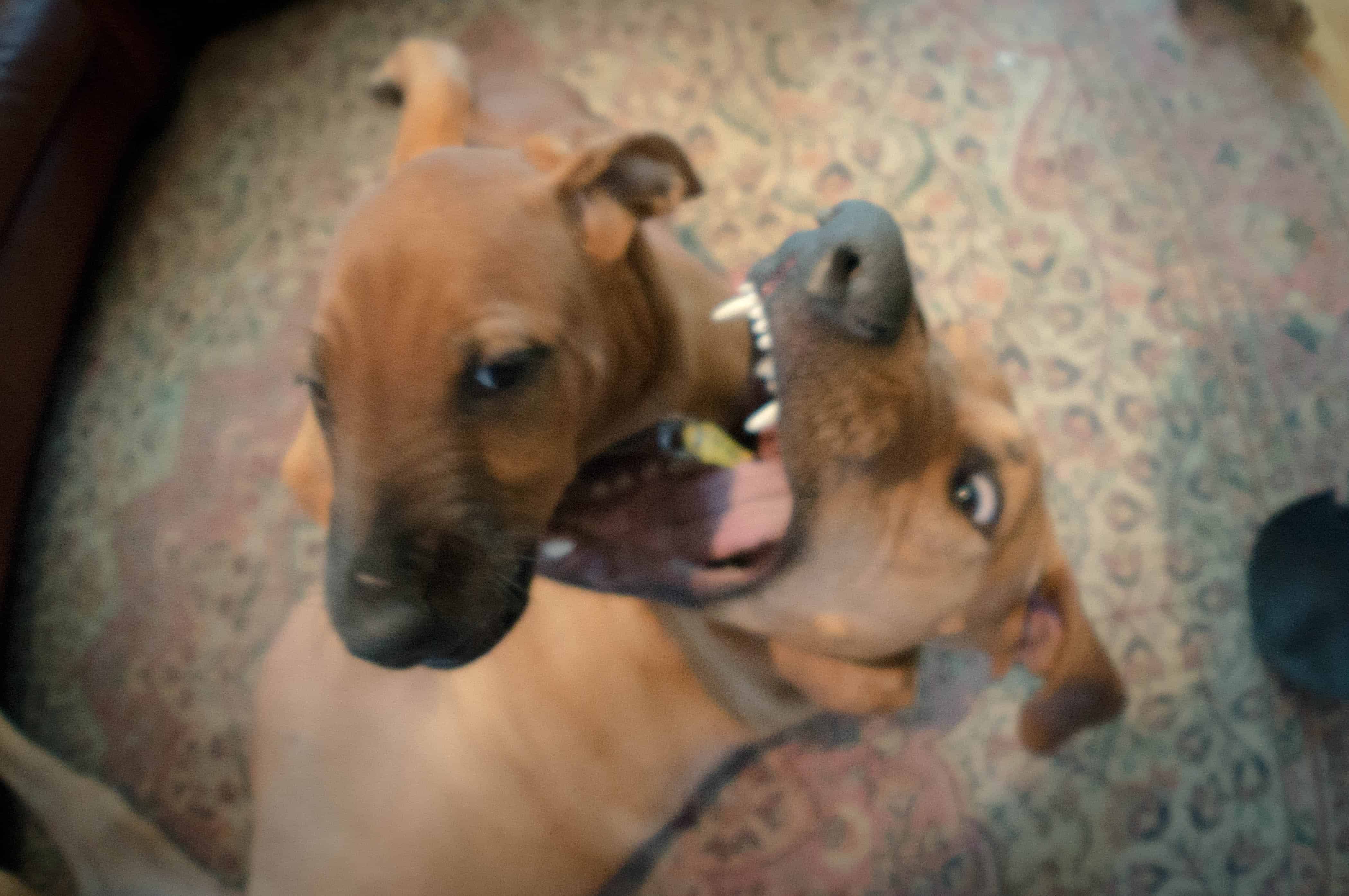 Rhodesian Ridgeback, puppy, marking our territory, adventure