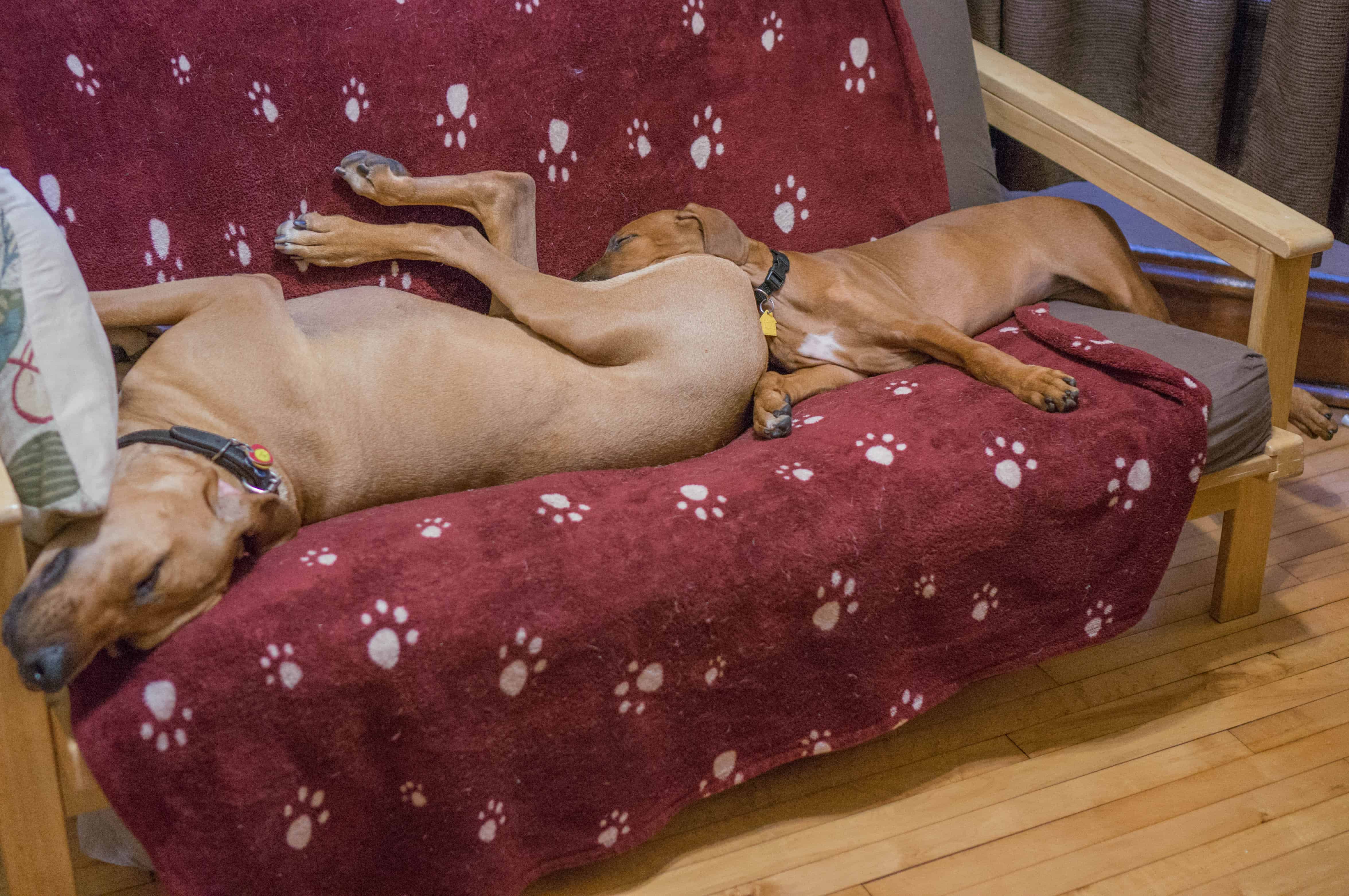 Rhodesian Ridgeback, puppy, marking our territory, blog, adventure, chicago