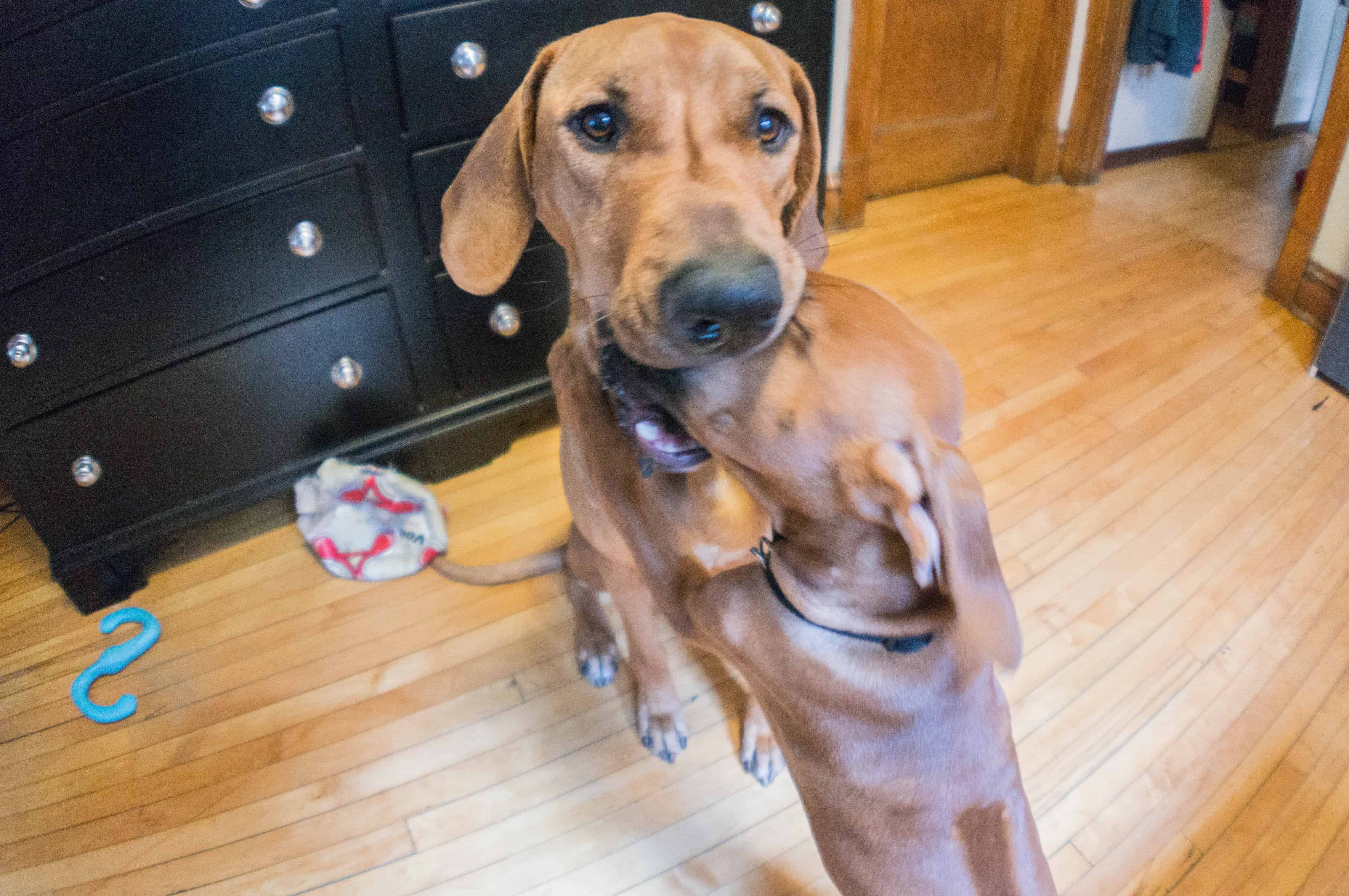 Rhodesian Ridgeback, cute, puppy, chicago, blog, adventure