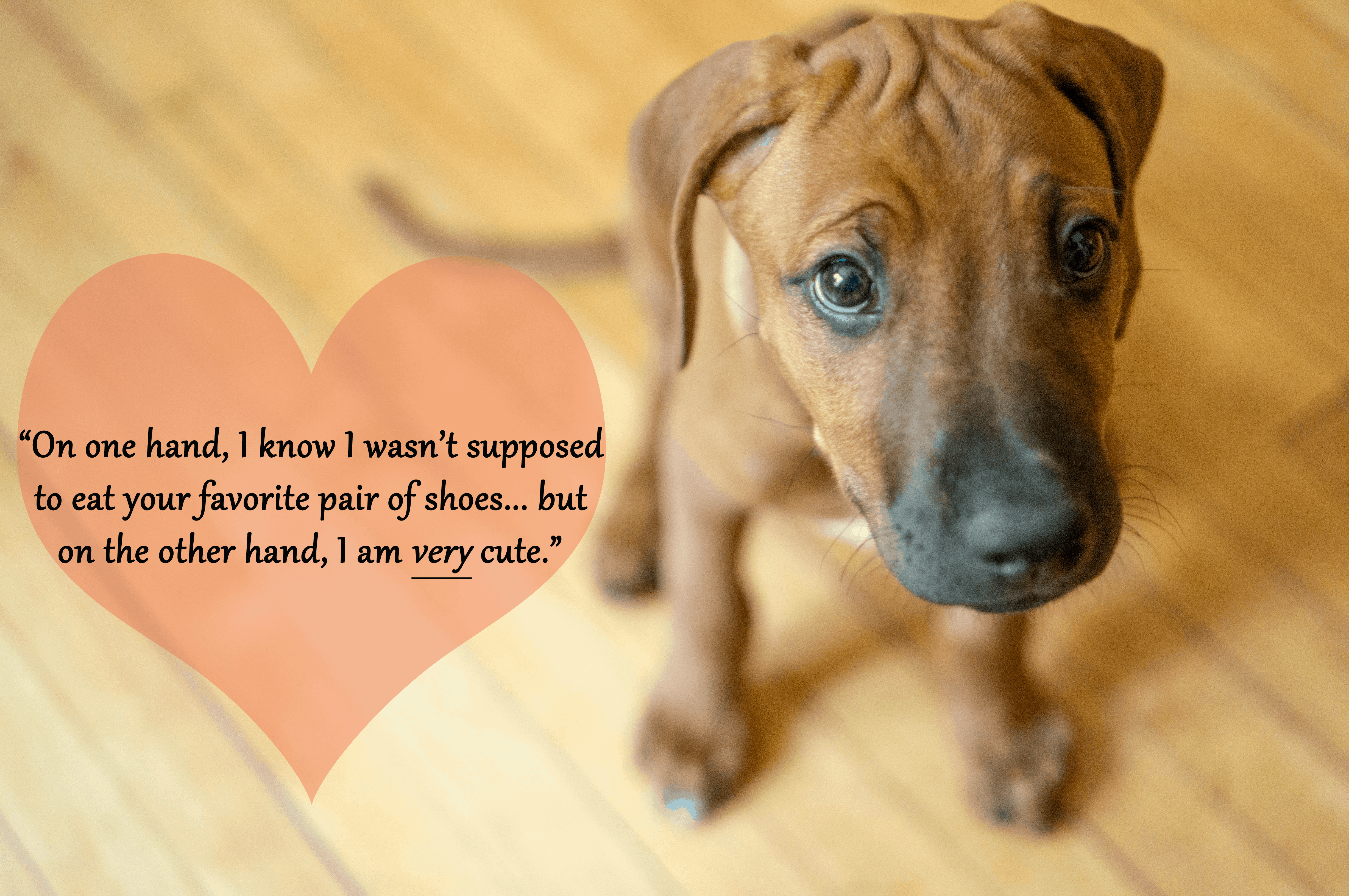 Rhodesian Ridgeback, puppy, funny, marking our territory, adventure, blog, dogs
