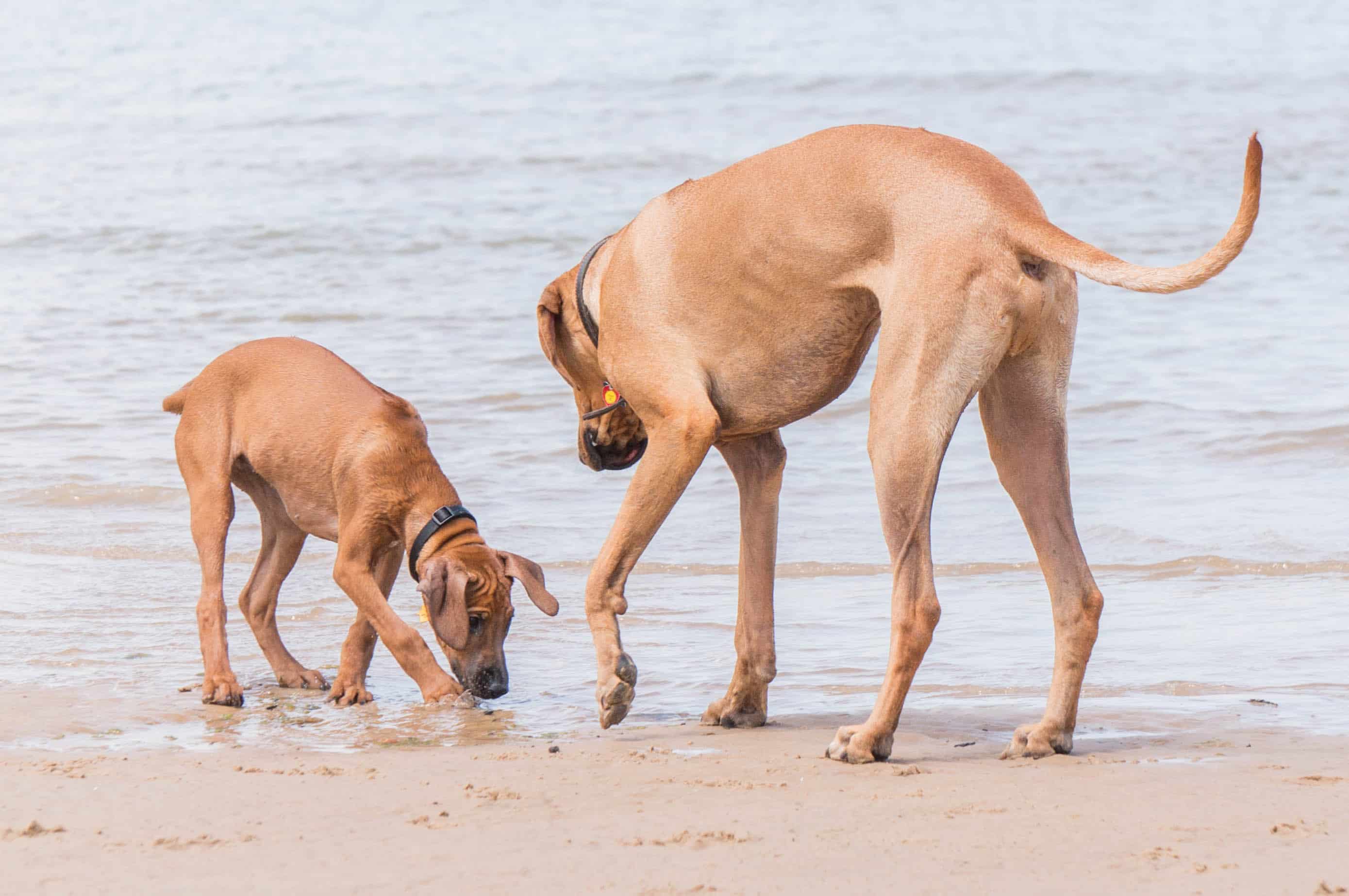 Rhodesian Ridgeback, cute, puppy, chicago, blog, adventure