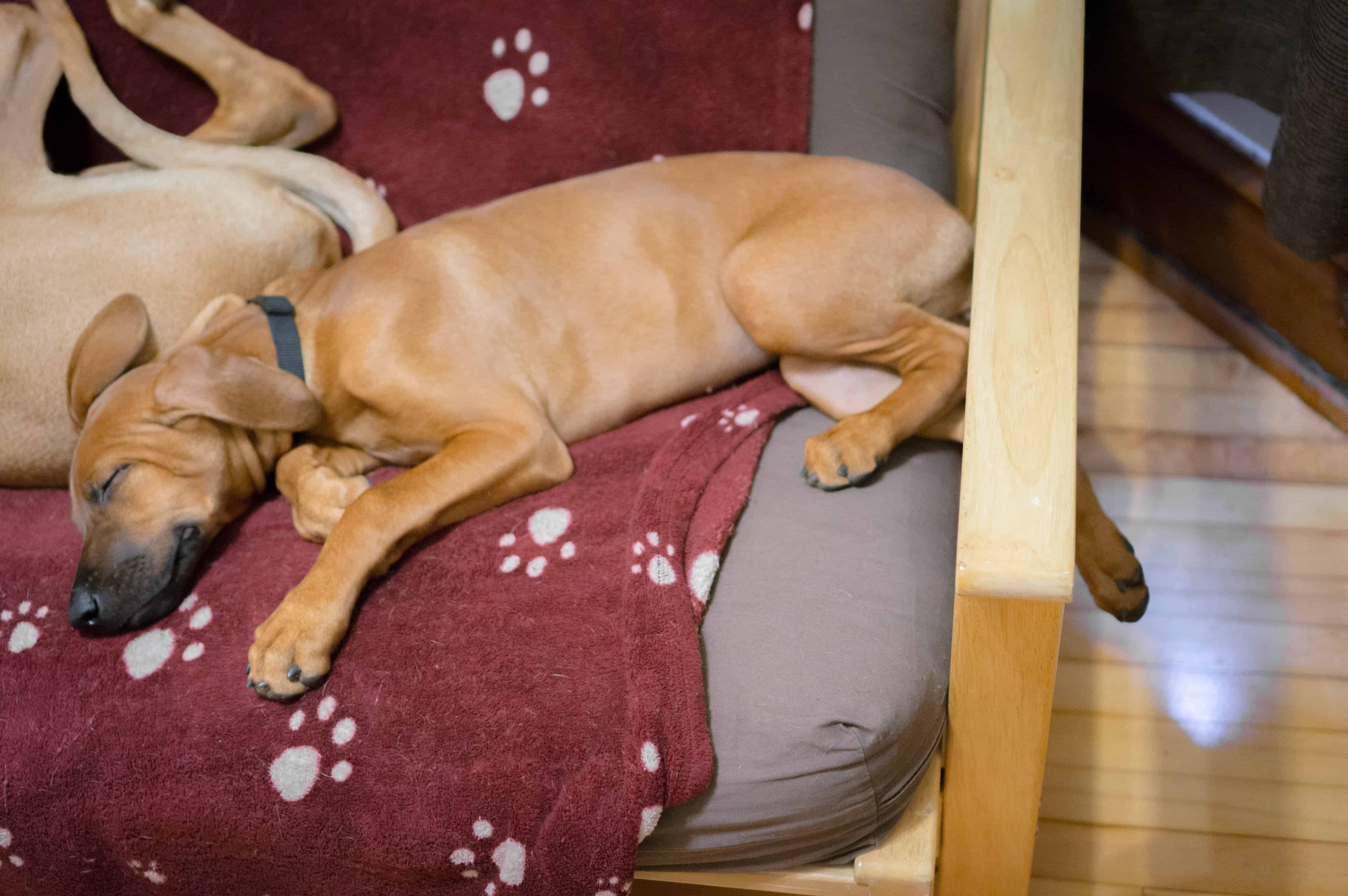 Rhodesian Ridgeback, puppy, marking our territory, blog, adventure, chicago