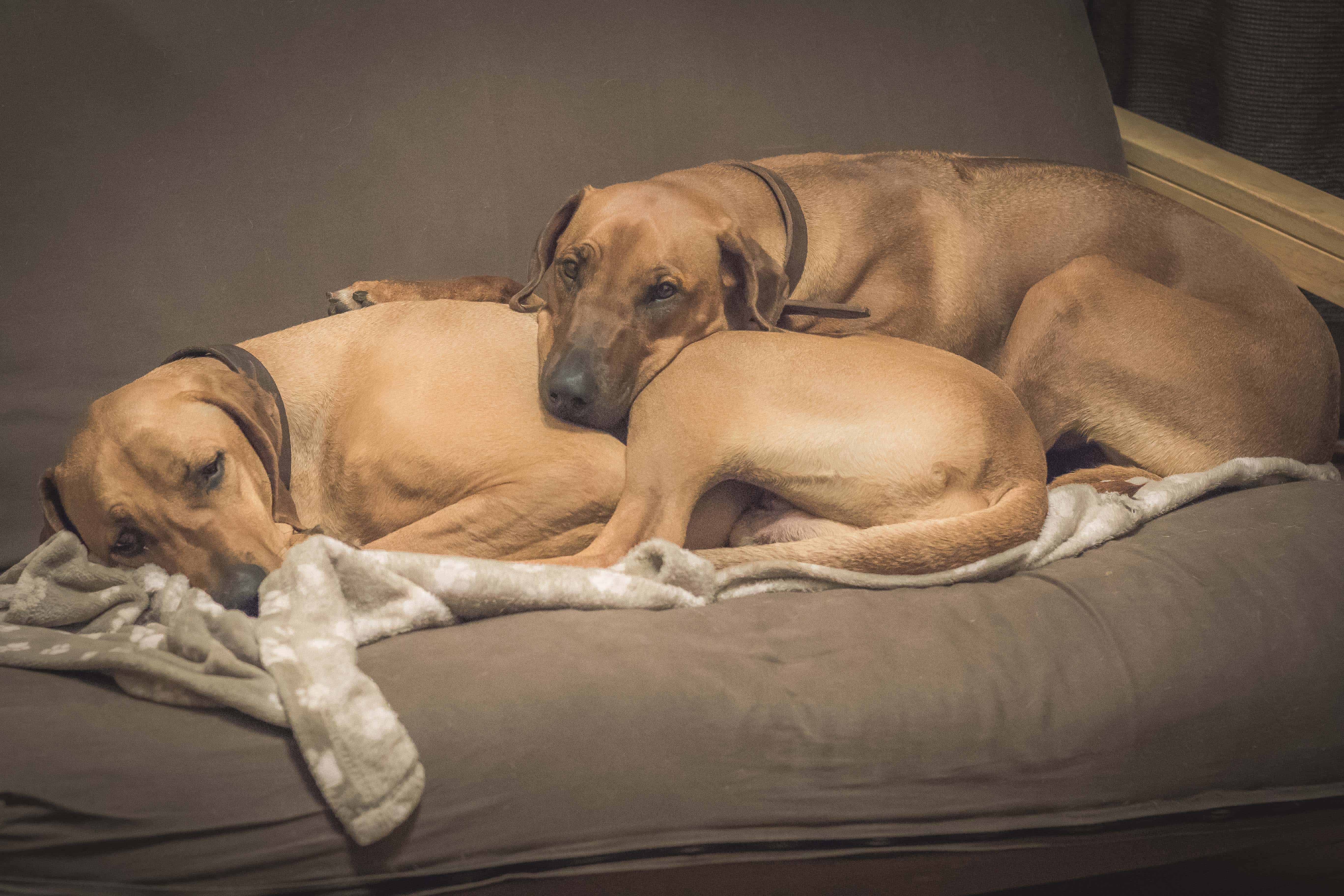 Rhodesian Ridgeback, cute, puppy, chicago, blog, adventure