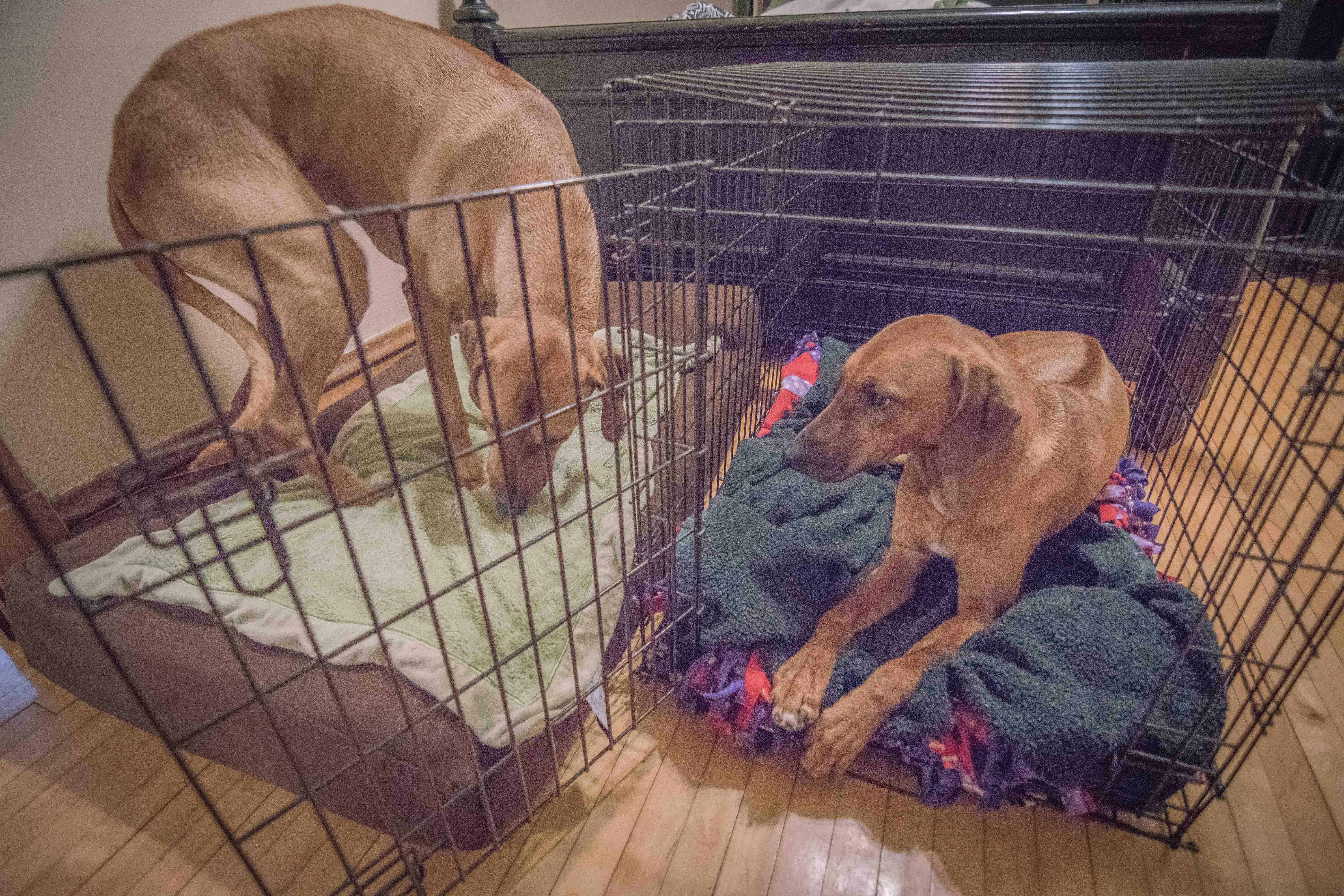 Rhodesian Ridgeback, puppy, chicago, adventure, bed, dogs, ,marking our territory