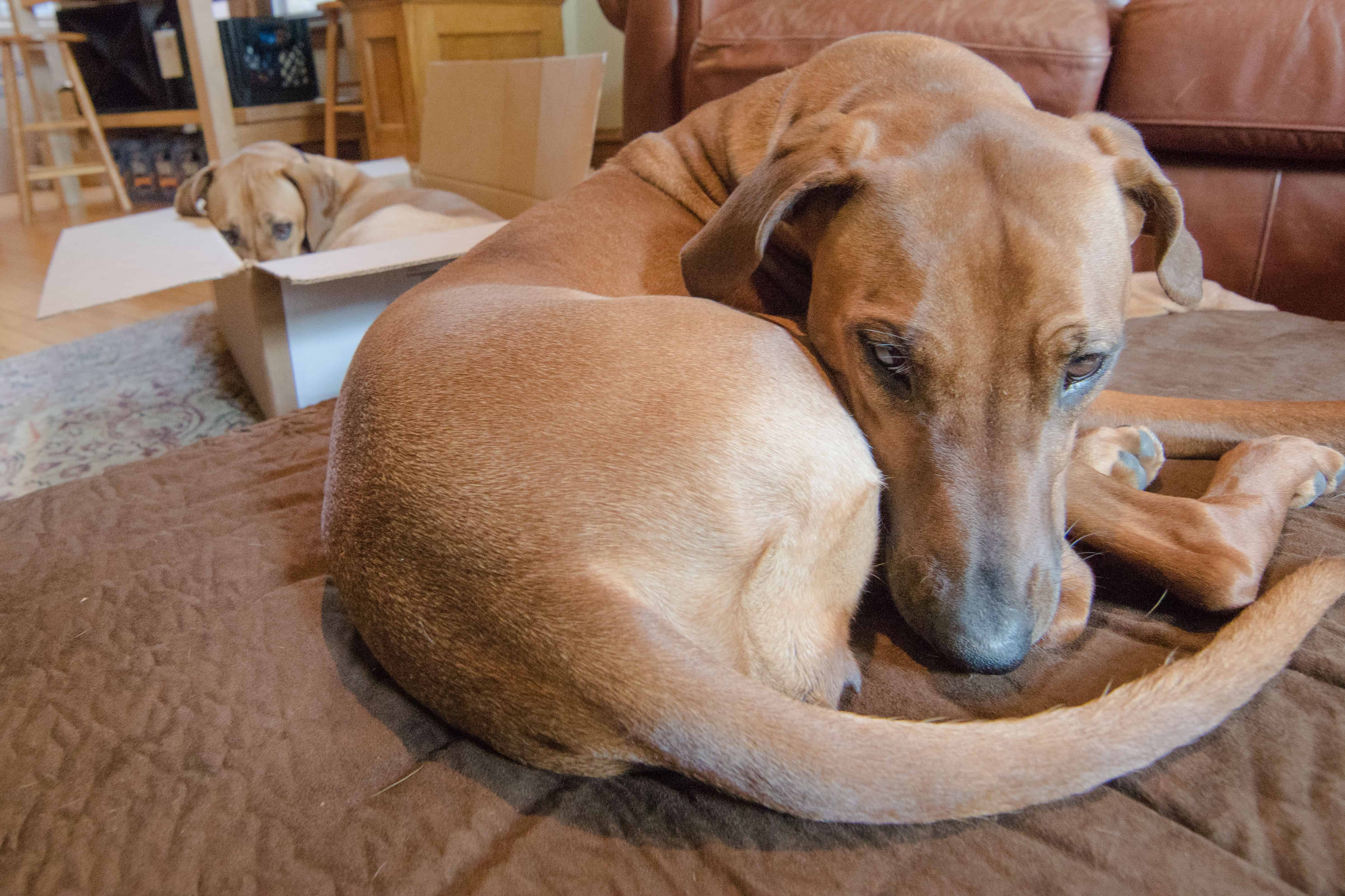 Rhodesian Ridgeback, puppy, chicago, dogs, cute, marking our territory