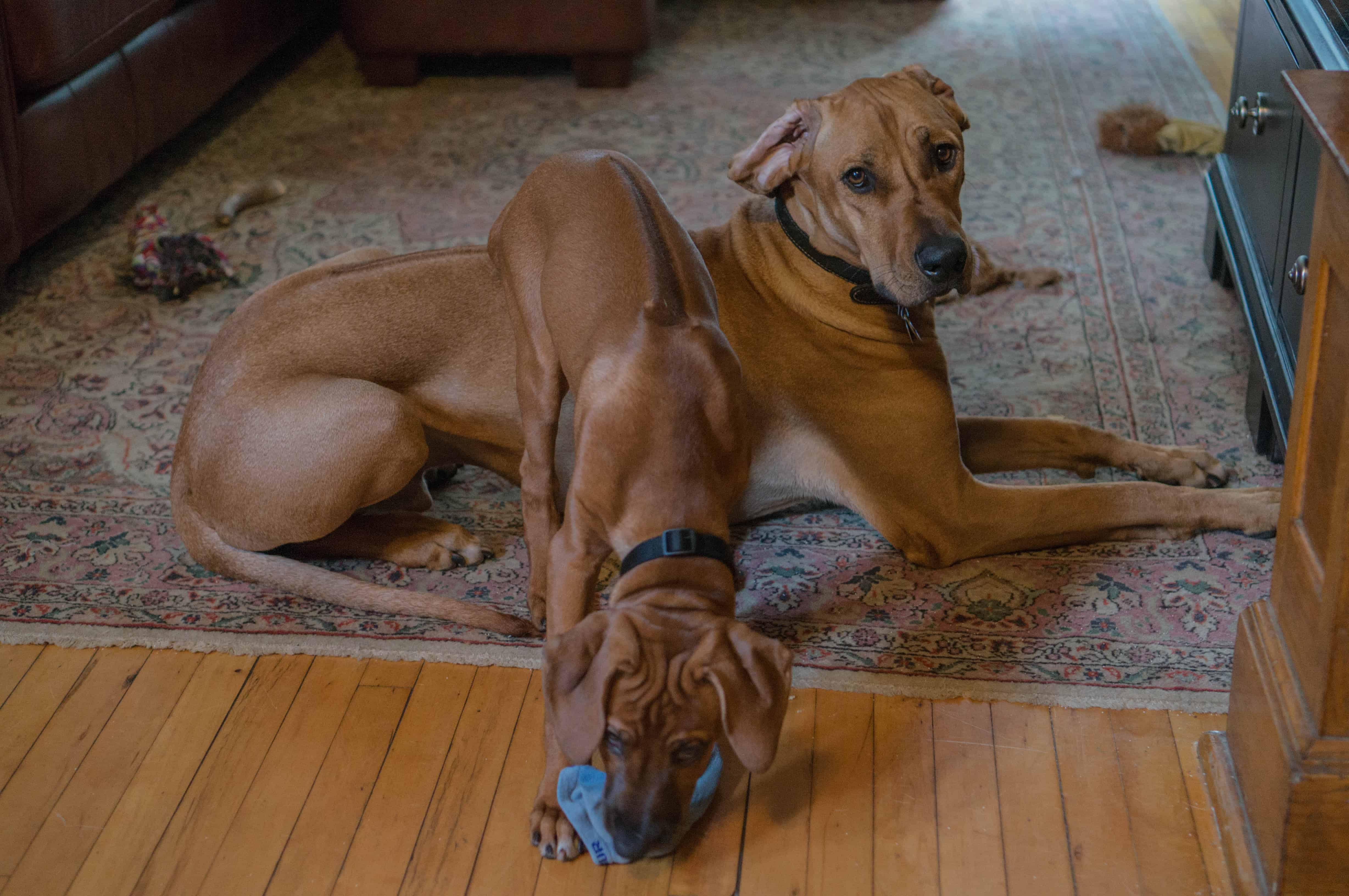 Rhodesian RIdgeback, puppy, adventure, marking our territory, chicago