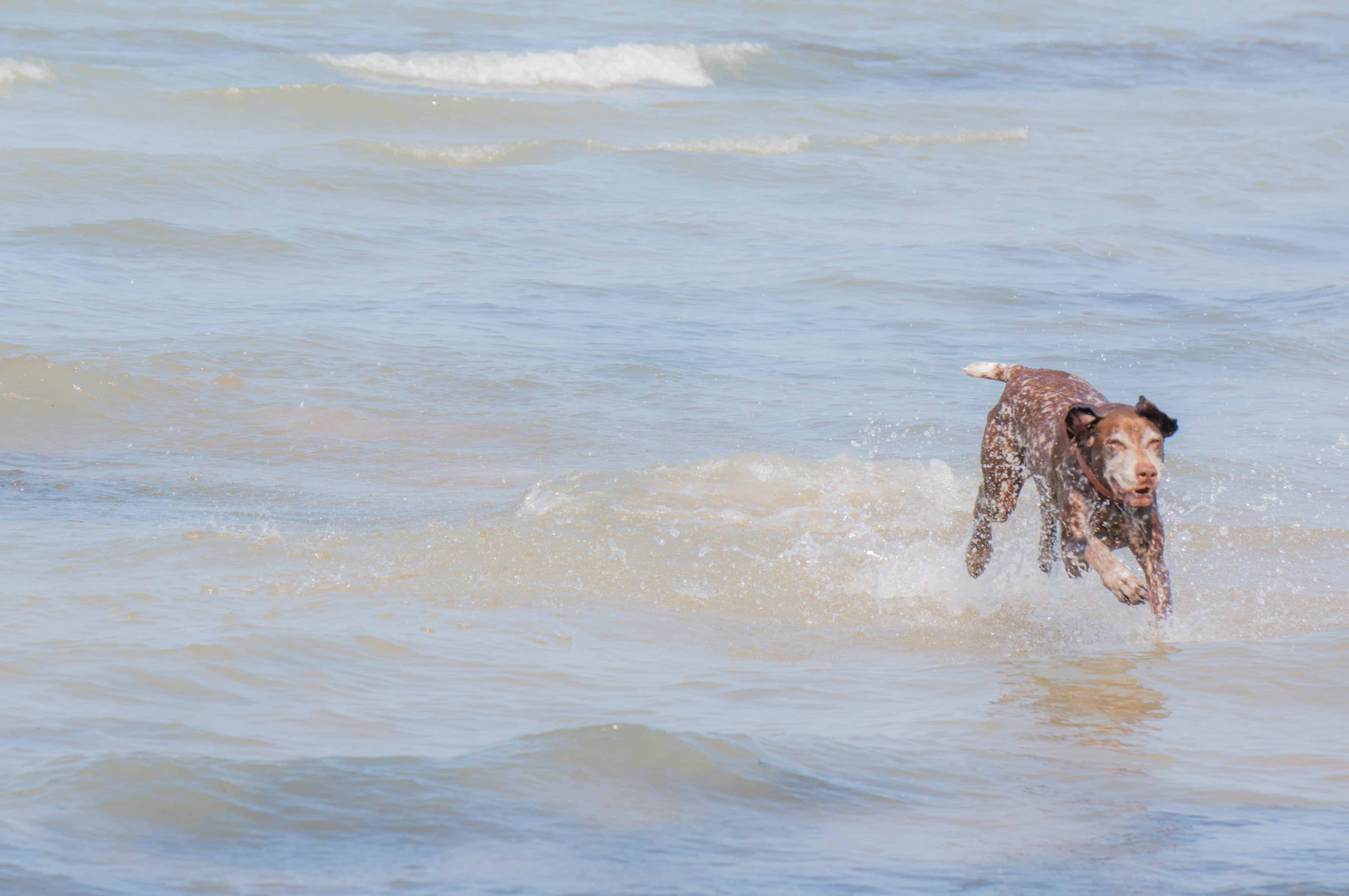 Montrose dog beach, chicago, dog-friendly, marking our territory, chicago