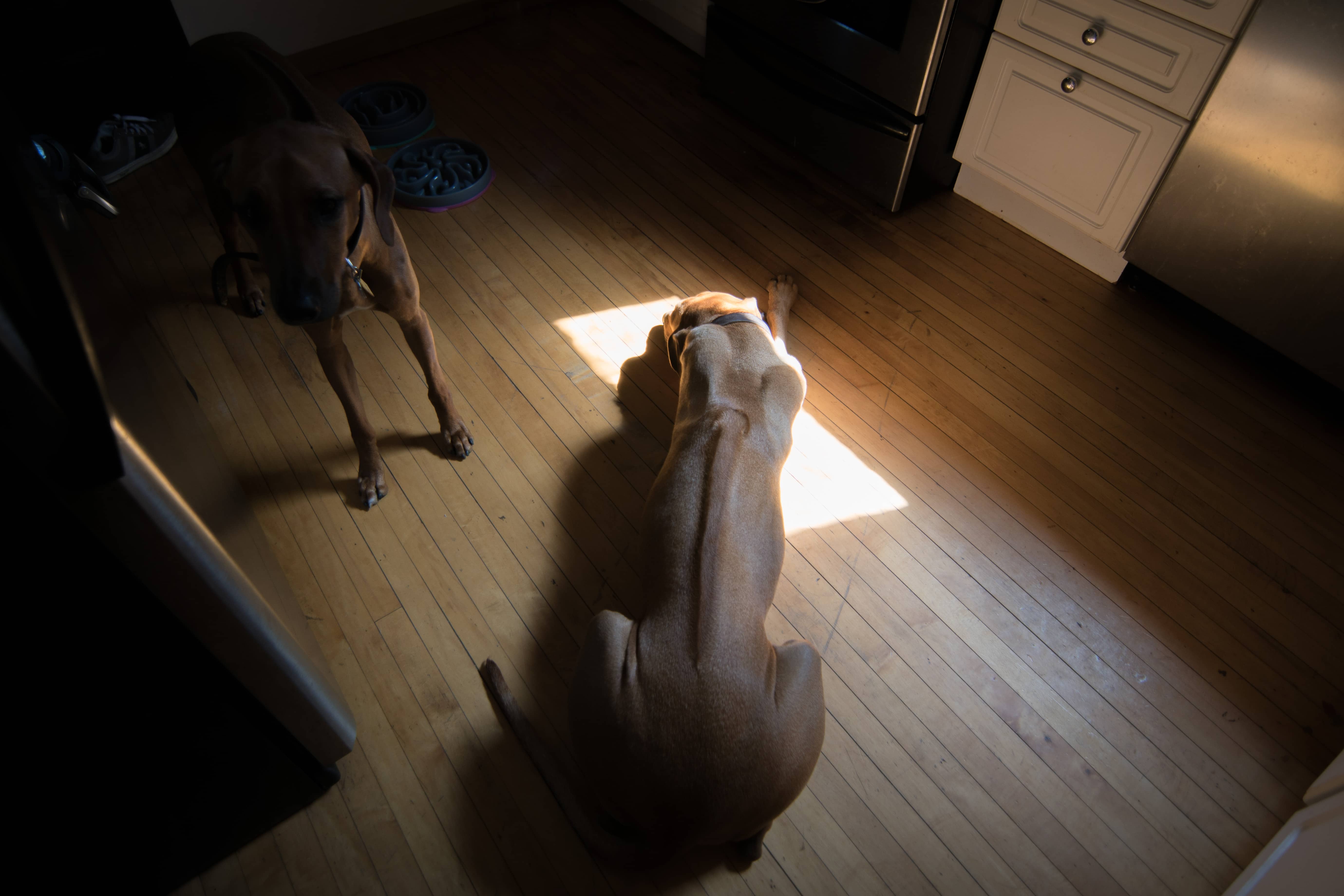 Rhodesian Ridgeback, puppy, sun, cute, chicago