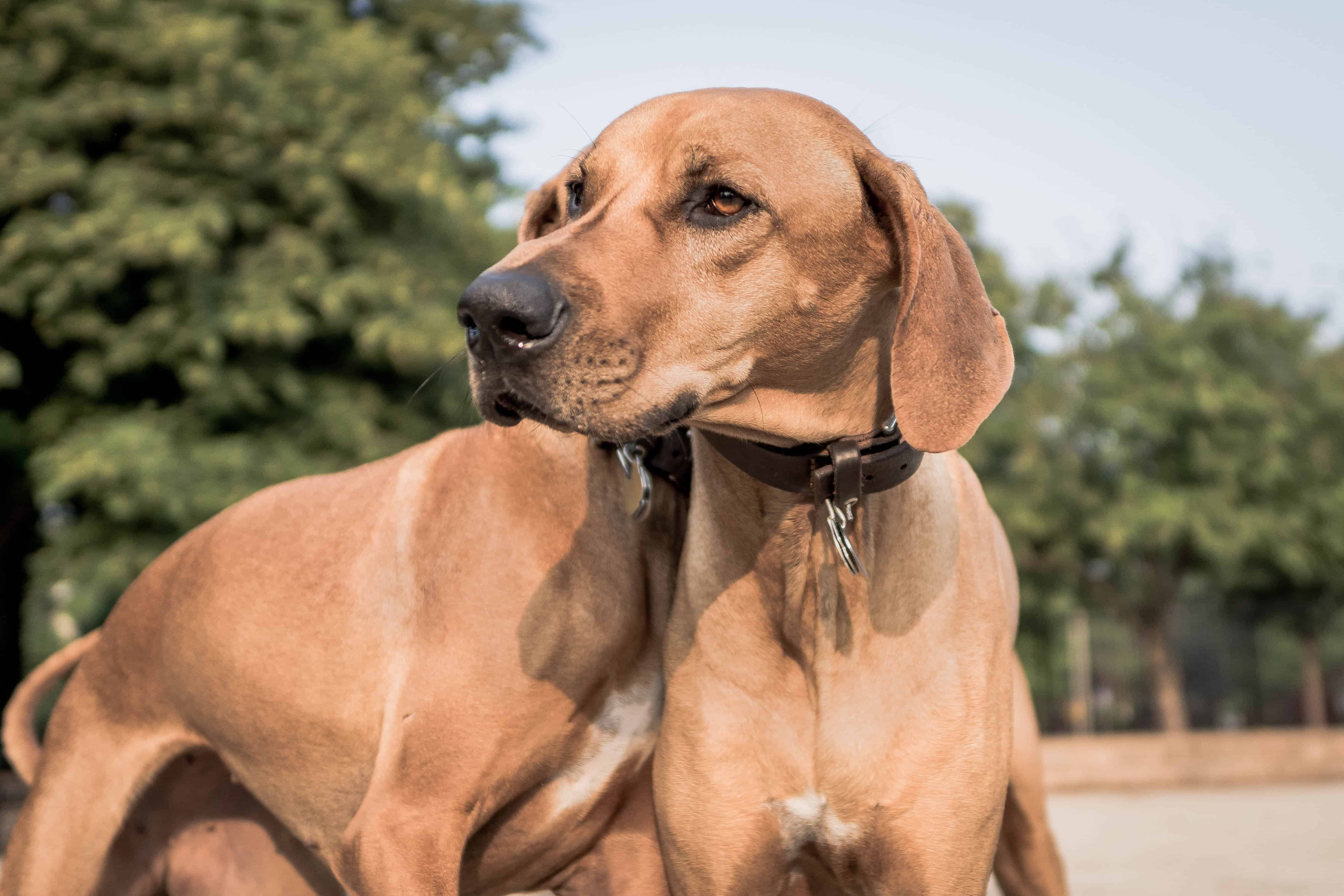 Rhodesian Ridgeback, puppy, cute, chicago, blog