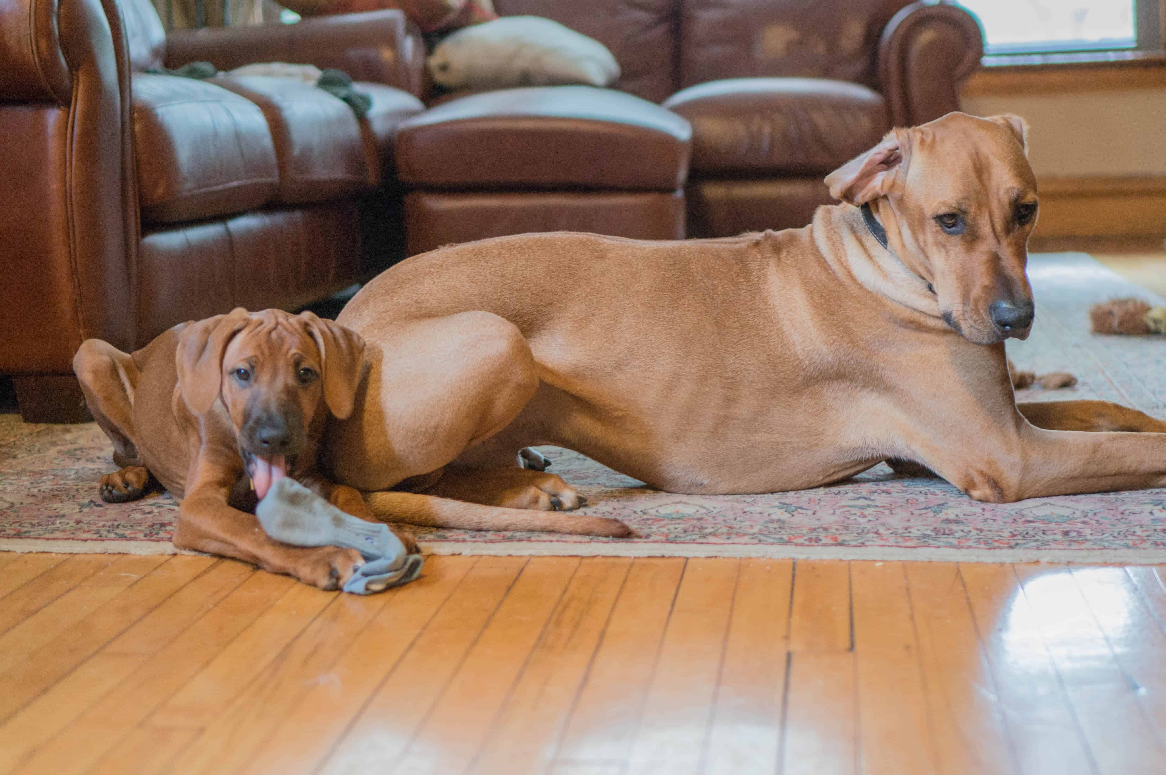 Rhodesian RIdgeback, puppy, adventure, marking our territory, chicago