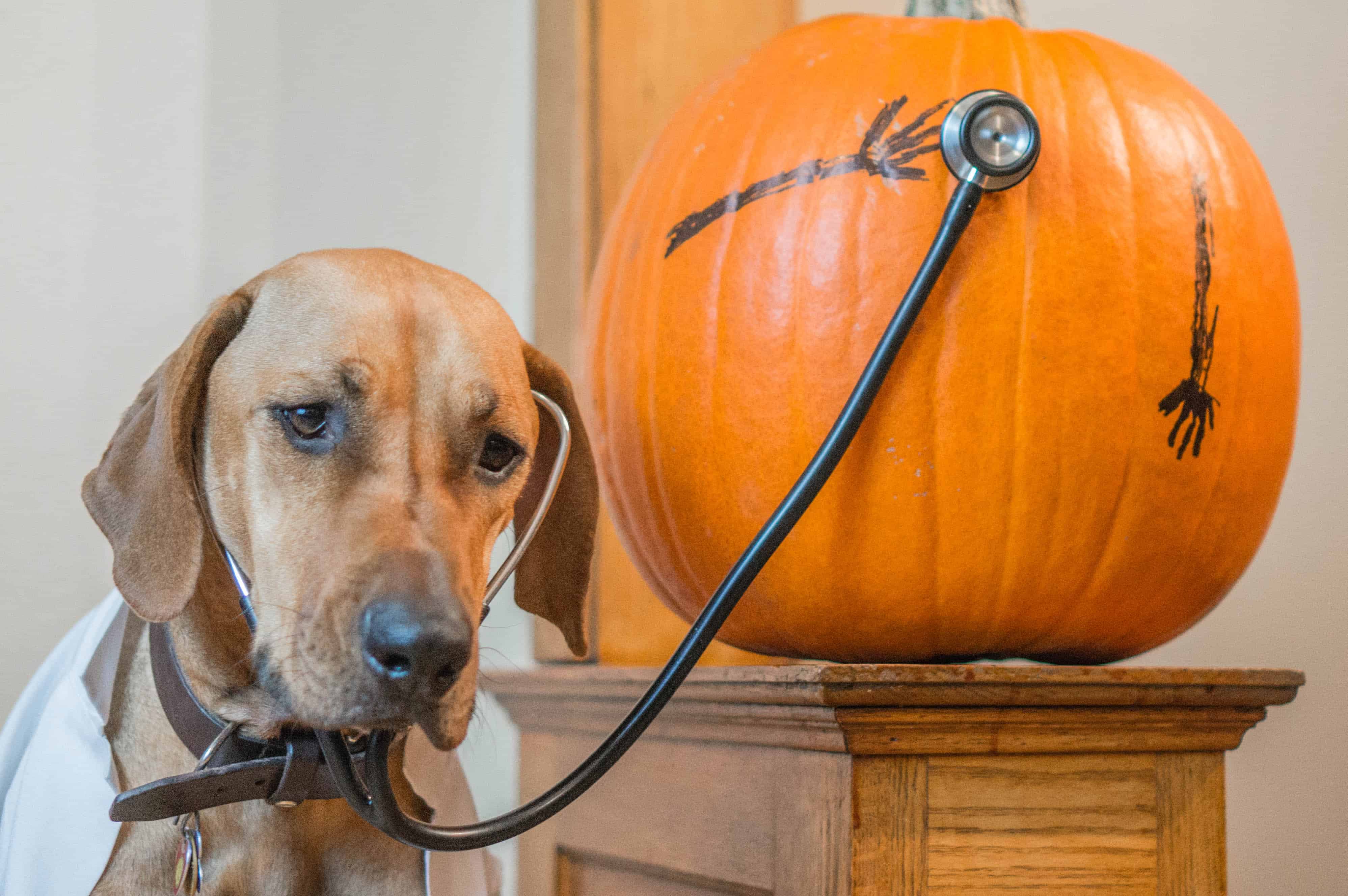funny pumpkin, dog, surgery, hospital, marking our territory, doctor, puppy