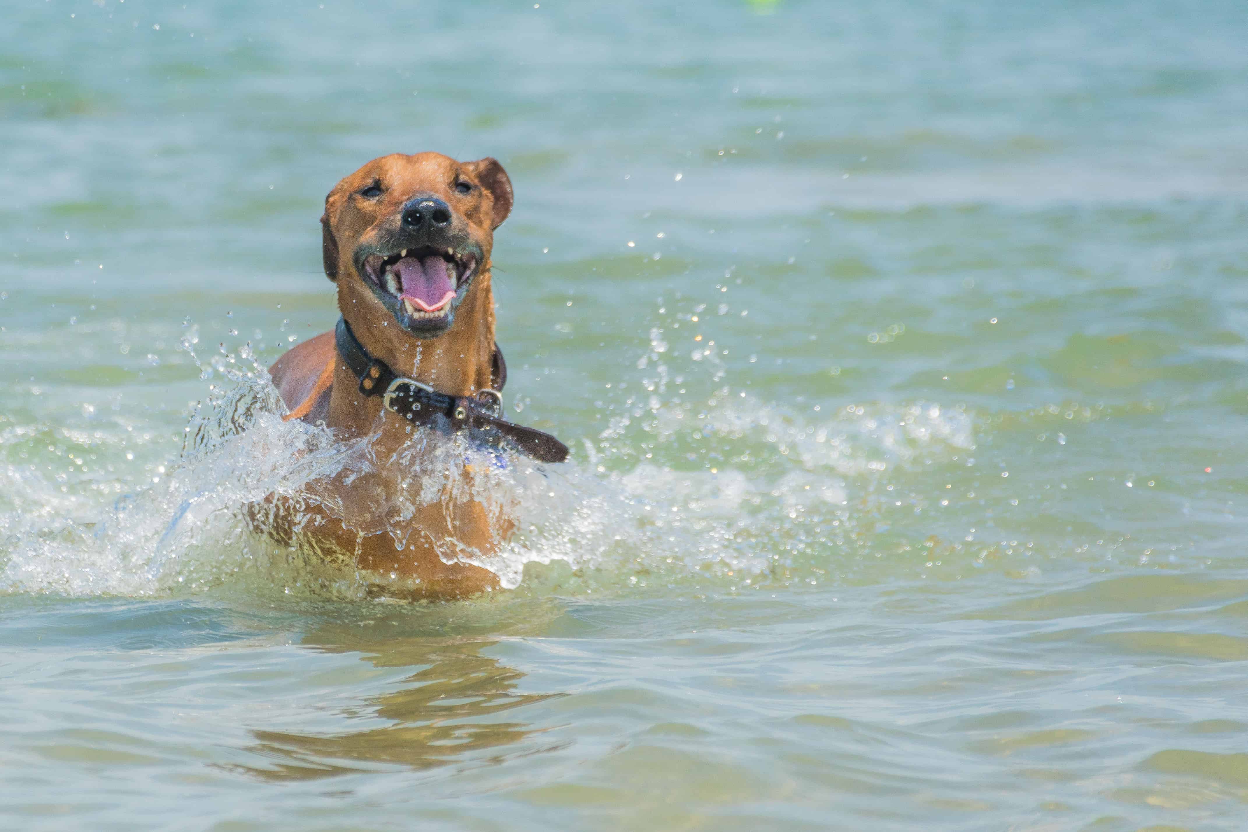 Rhodesian Ridgeback, puppy, chicago, dogs, cute, marking our territory