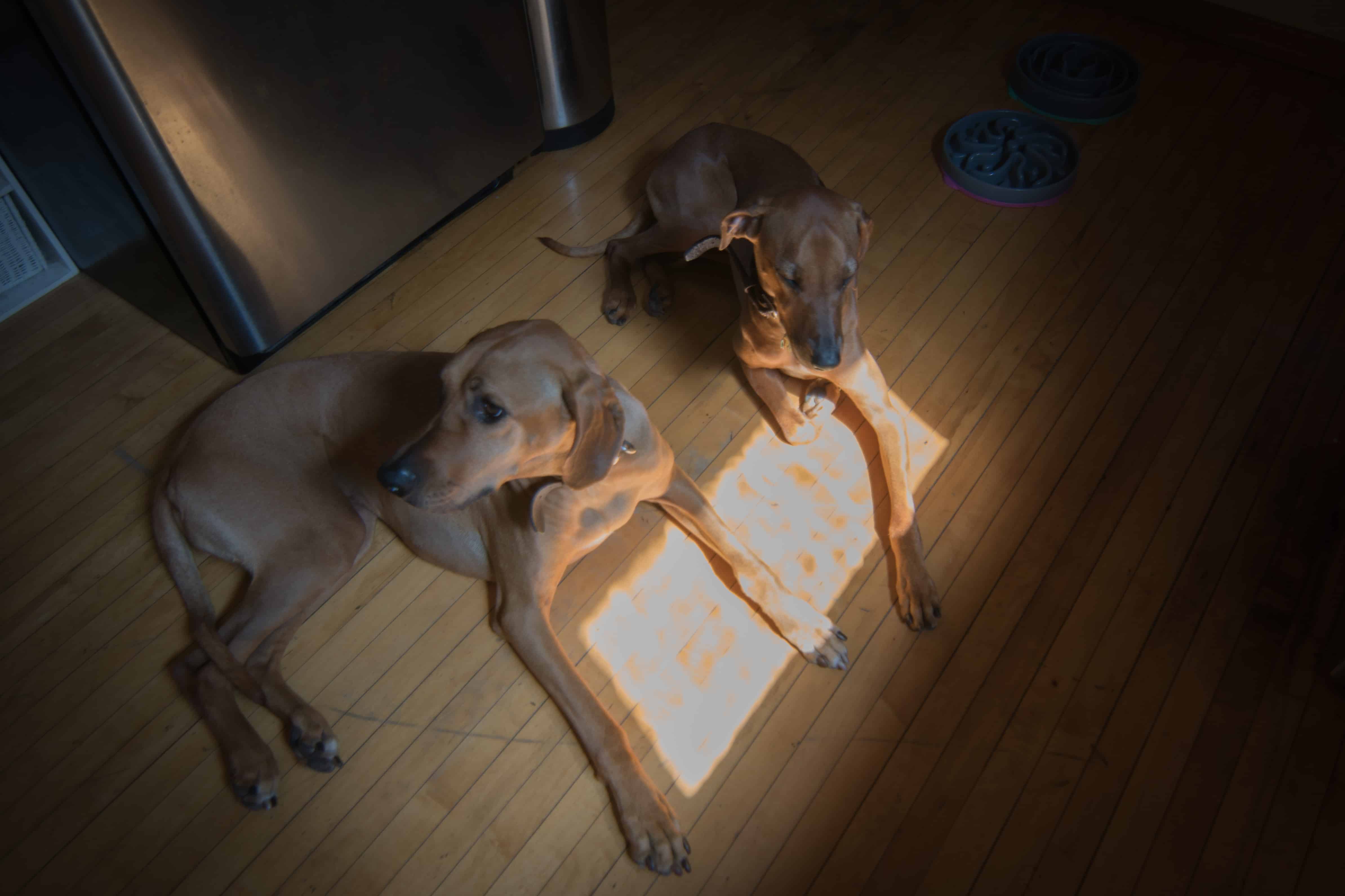 Rhodesian Ridgeback, puppy, sun, cute, chicago