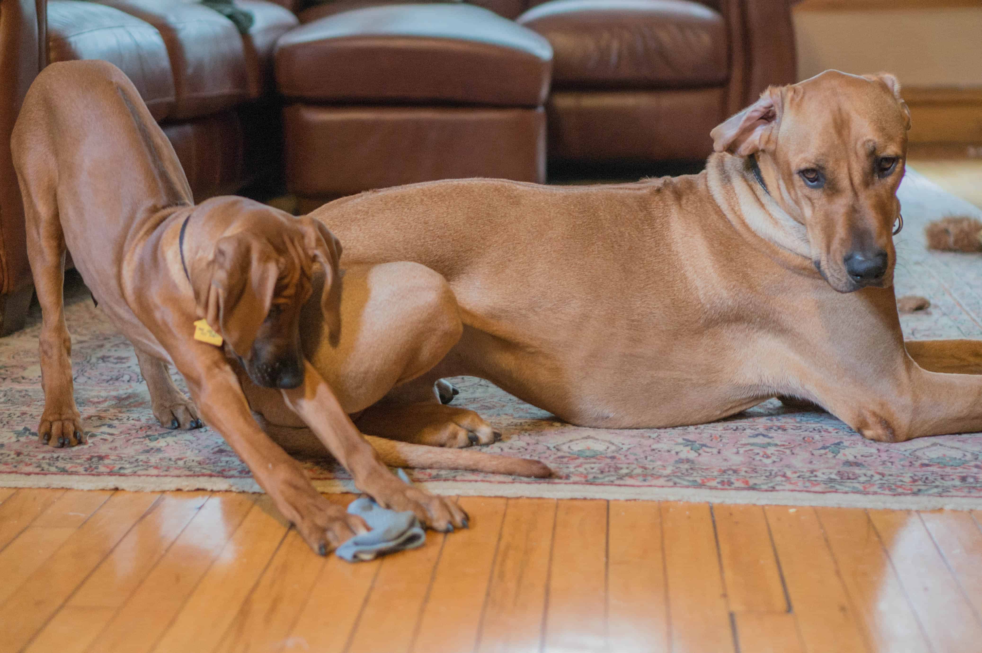 Rhodesian RIdgeback, puppy, adventure, marking our territory, chicago