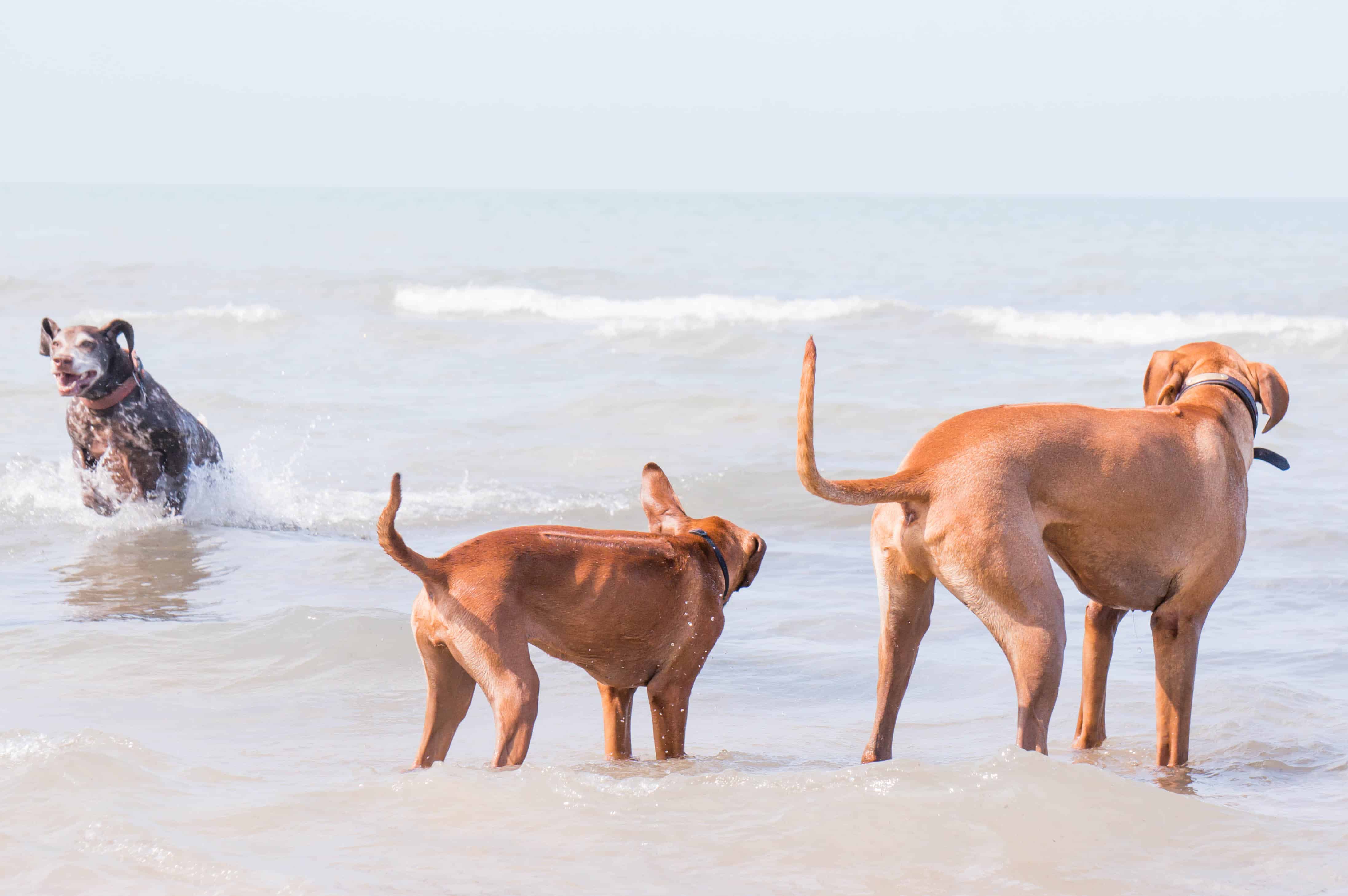 Montrose dog beach, chicago, dog-friendly, marking our territory, chicago