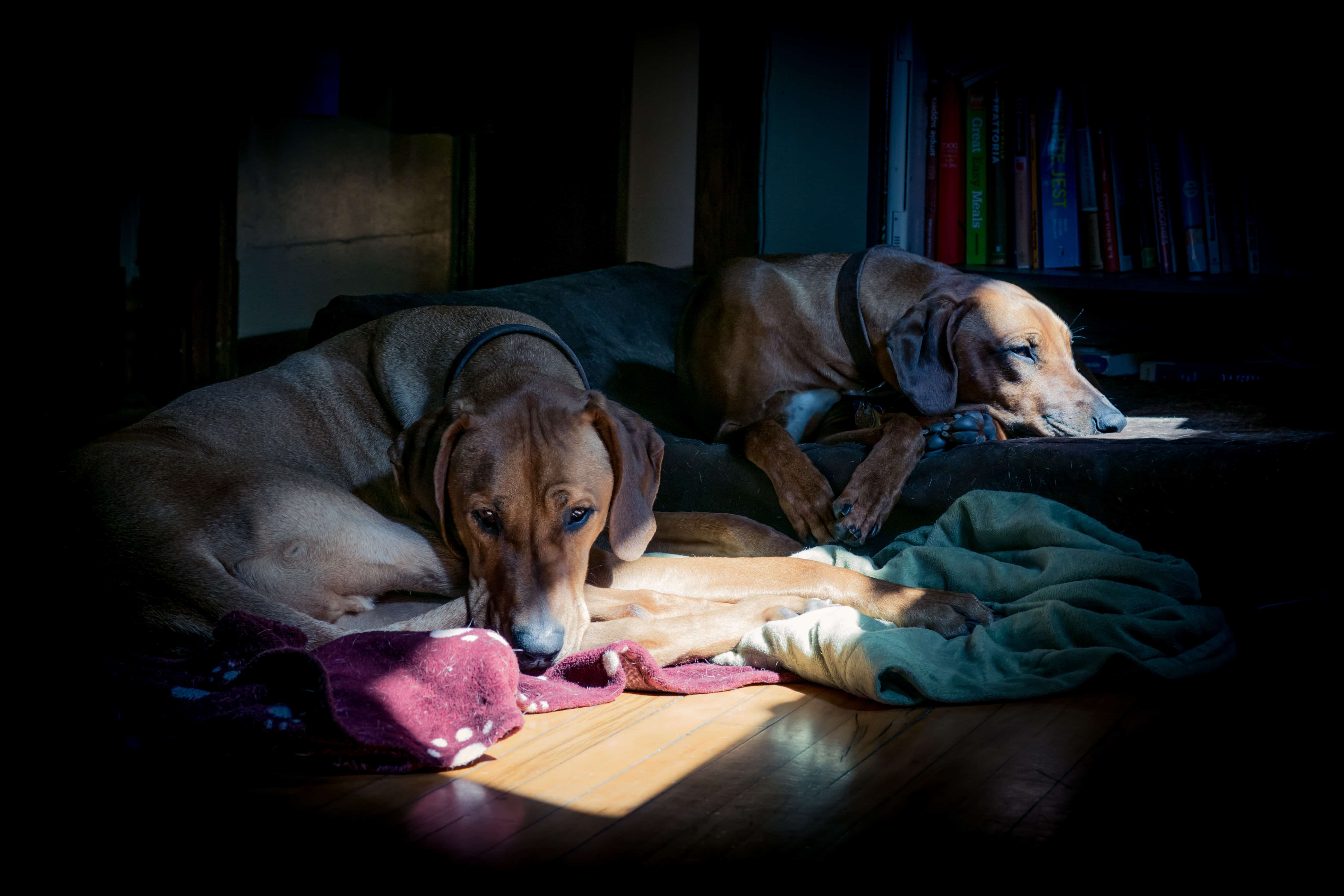 Rhodesian Ridgeback, puppy, chicago, adventure, bed, dogs, ,marking our territory