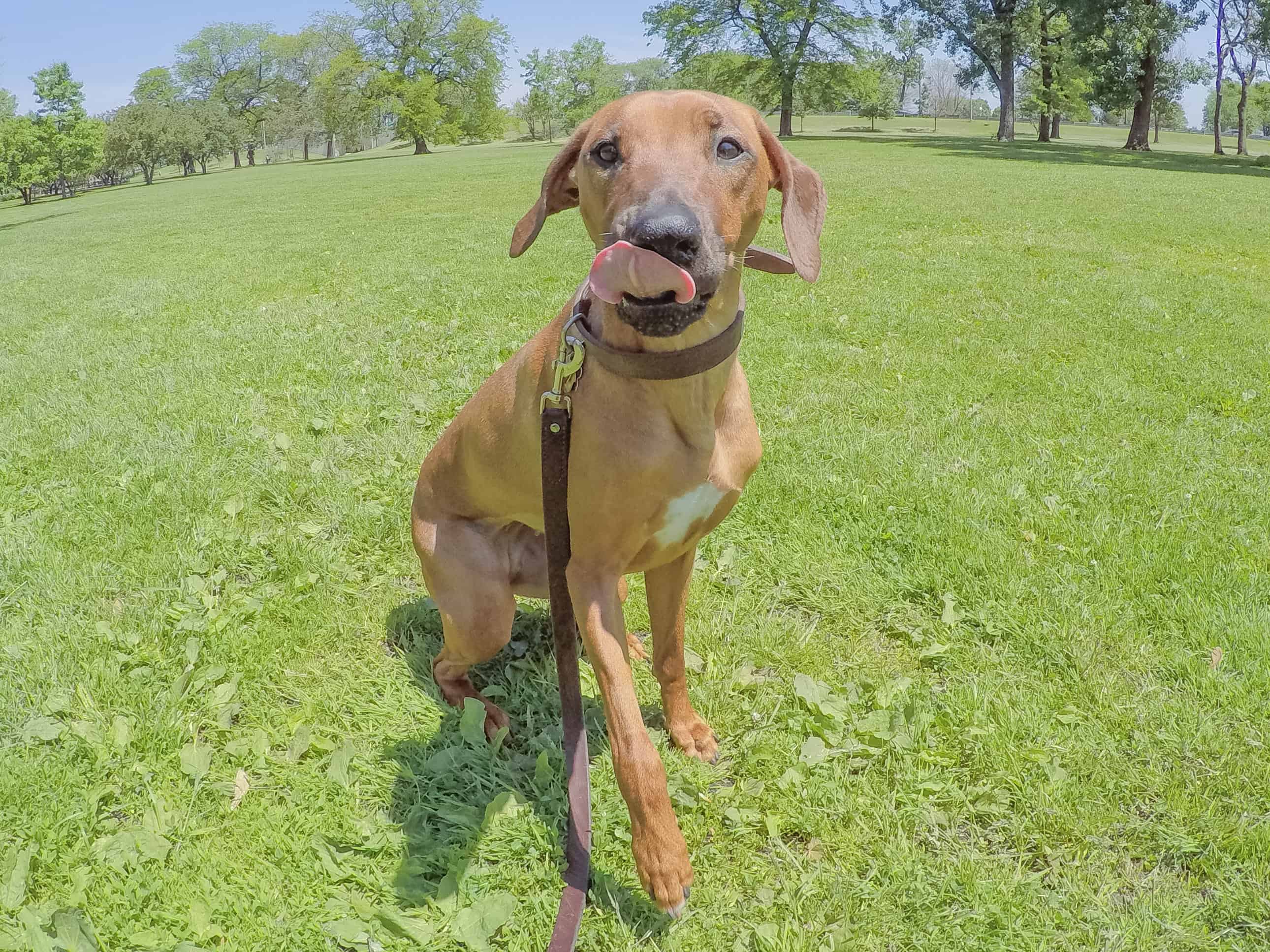 Rhodesian Ridgeback, puppy, chicago, dogs, cute, marking our territory.