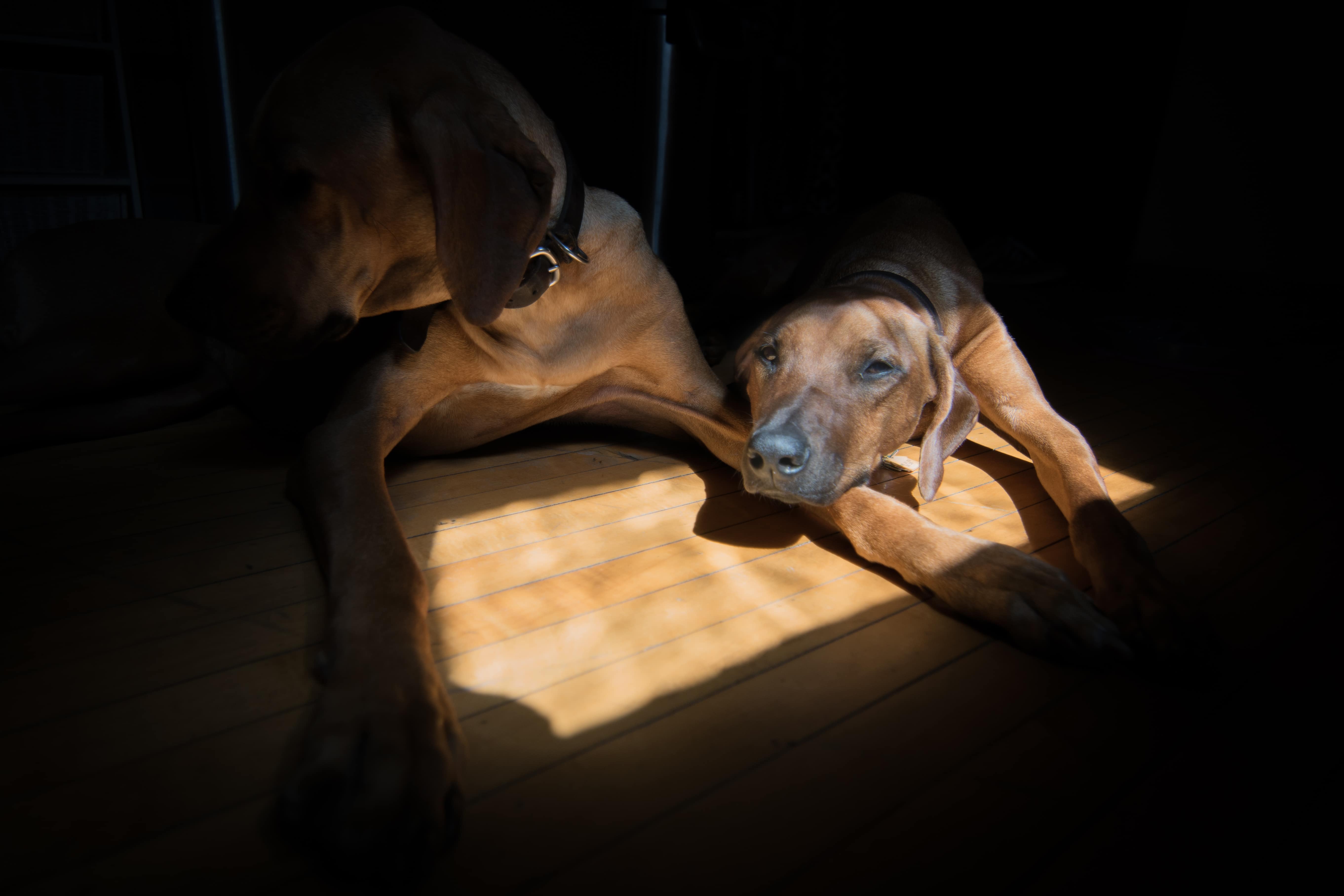 Rhodesian Ridgeback, puppy, sun, cute, chicago