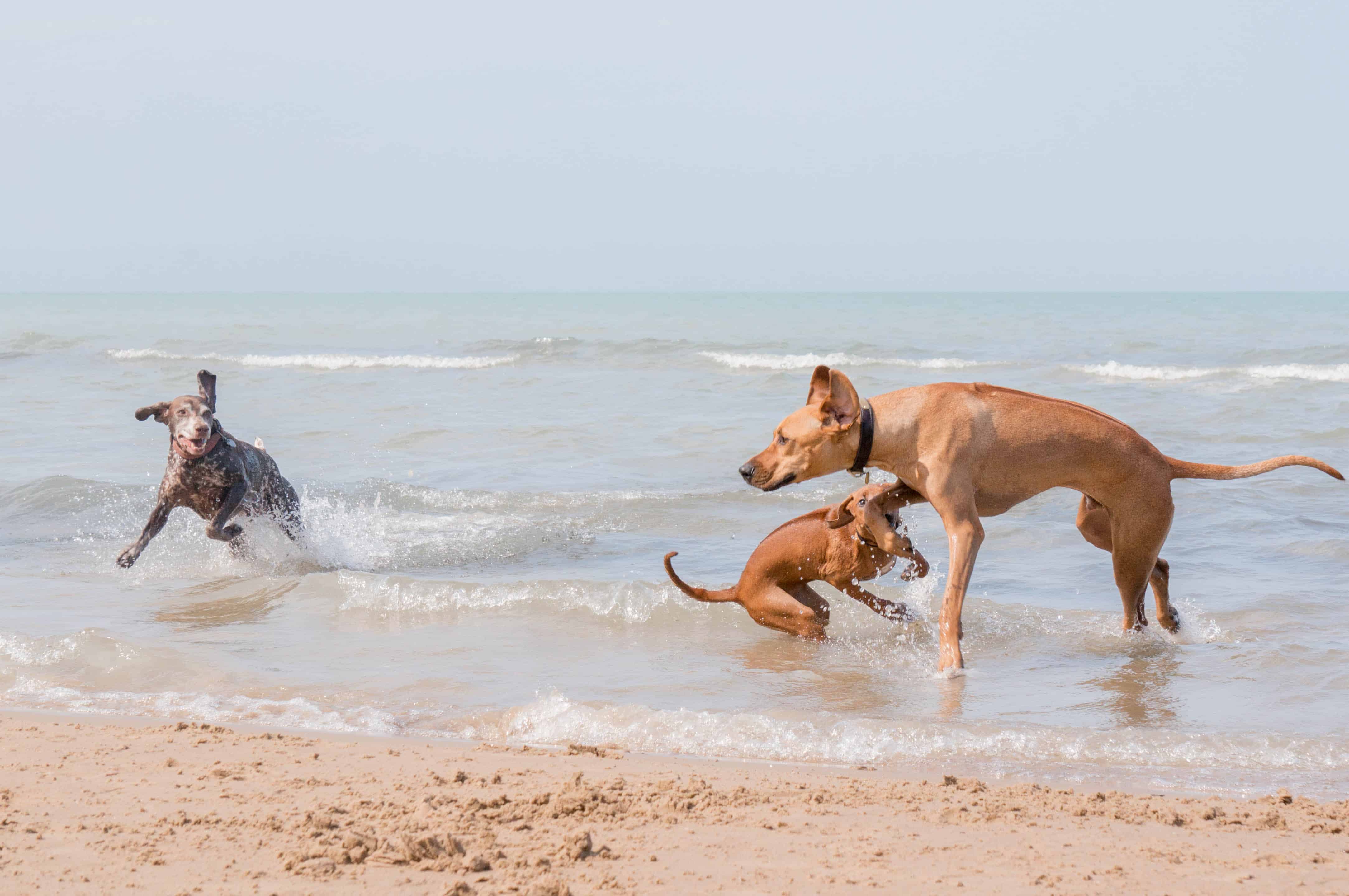 Montrose dog beach, chicago, dog-friendly, marking our territory, chicago