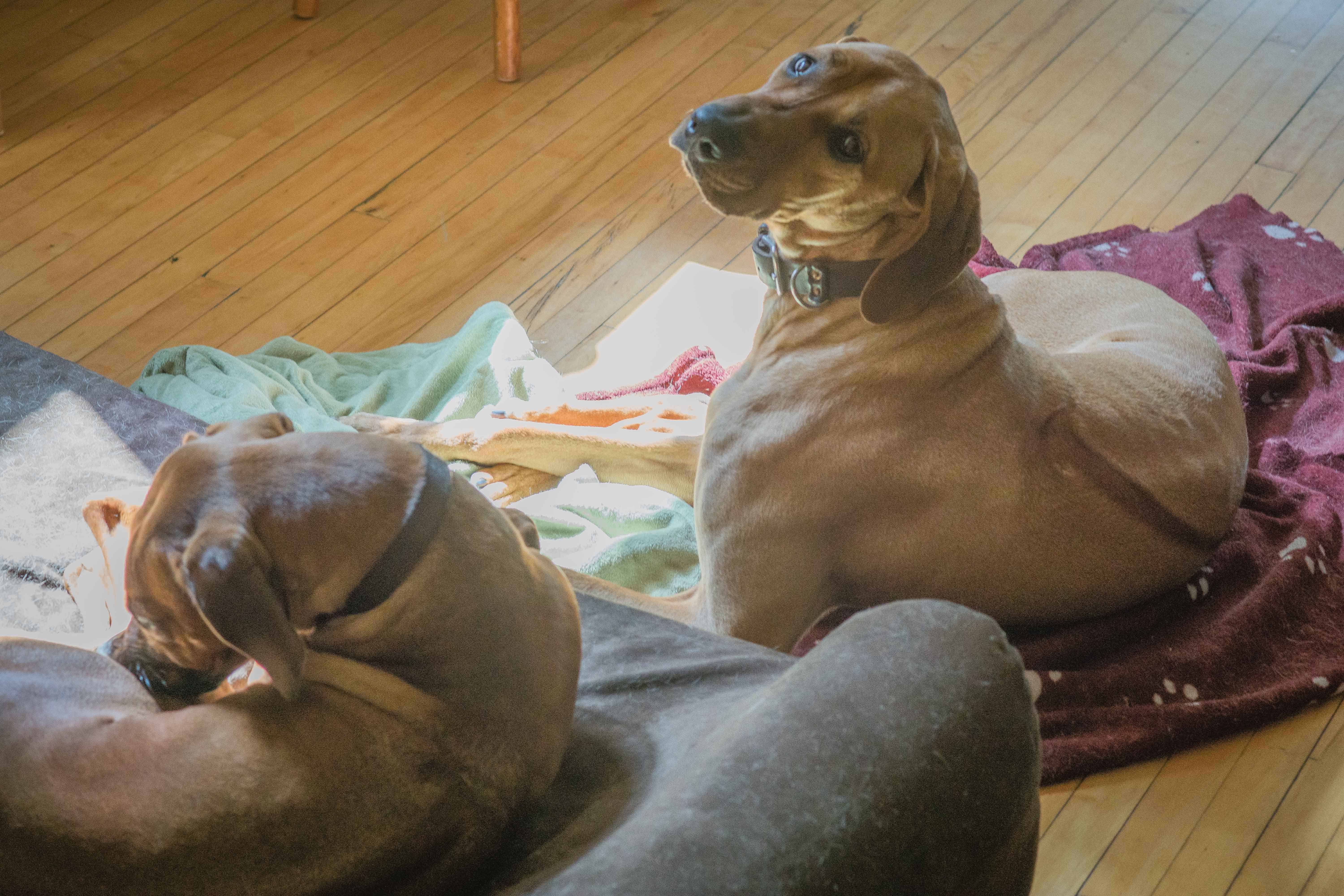 Rhodesian Ridgeback, puppy, chicago, adventure, bed, dogs, ,marking our territory