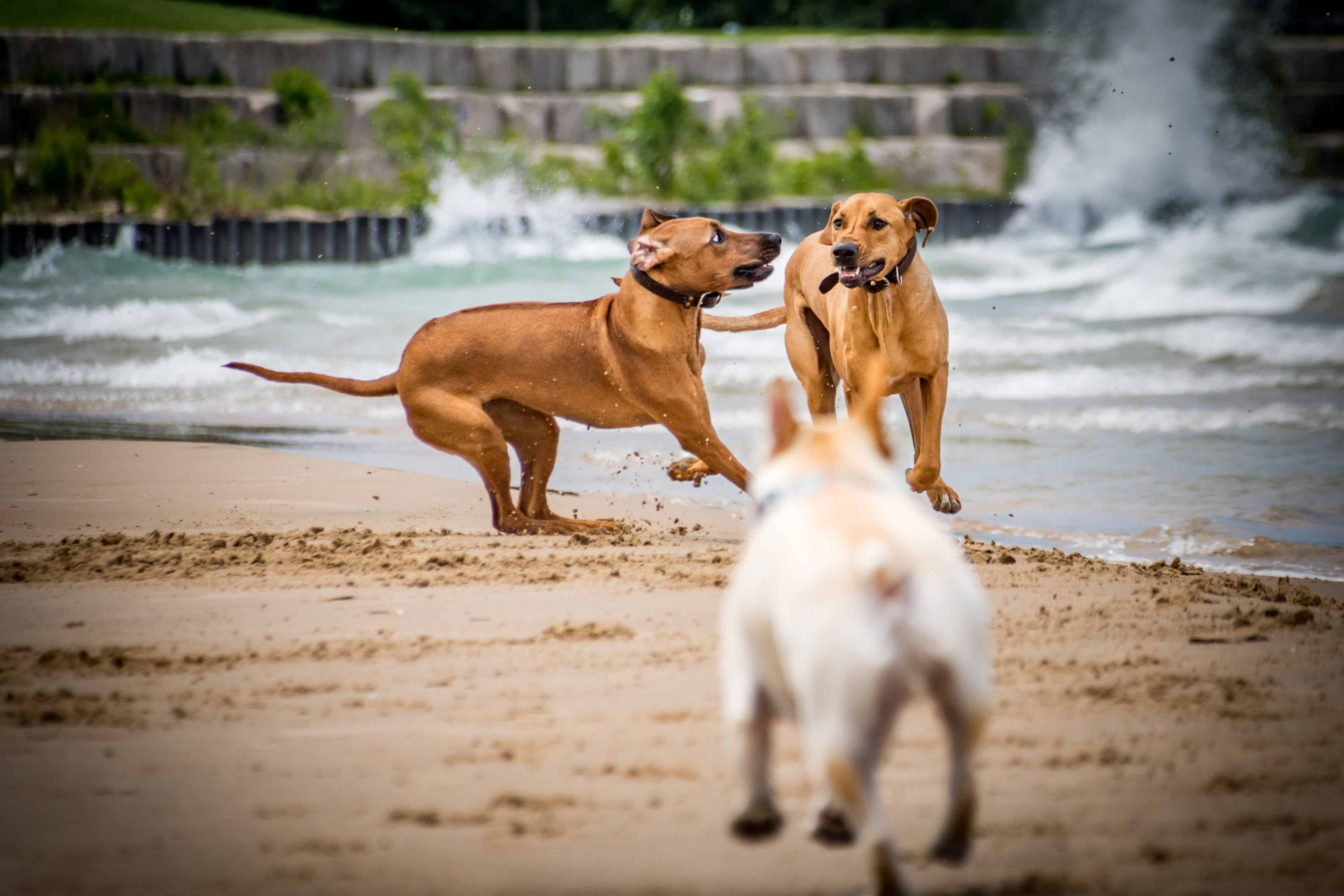 Rhodesian Ridgeback, puppy, chicago, dogs, cute, marking our territory