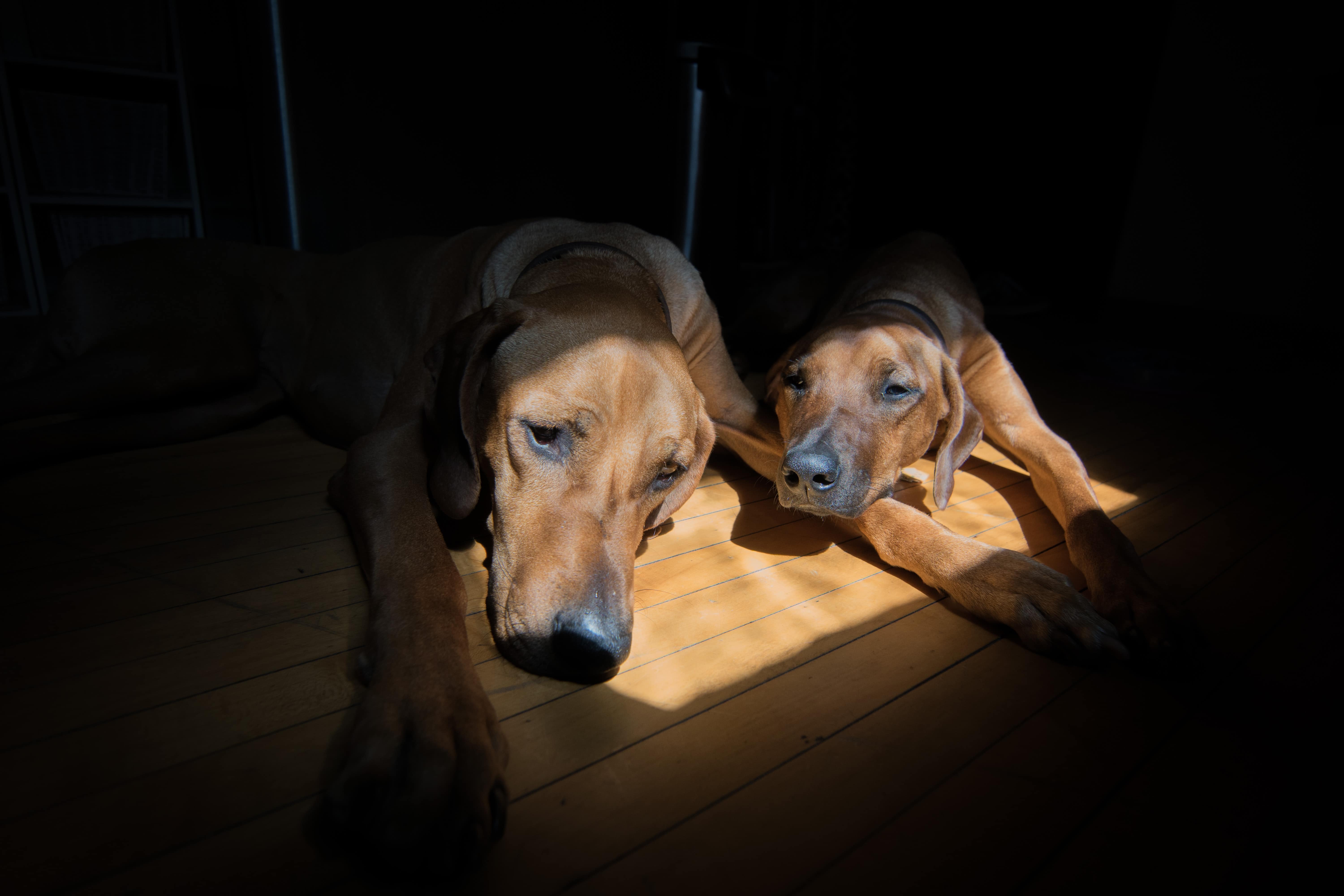 Rhodesian Ridgeback, puppy, sun, cute, chicago