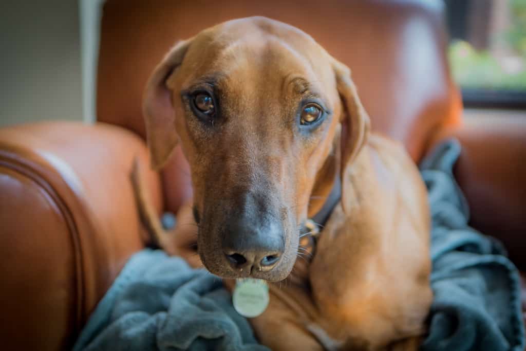 30.5Rhodesian Ridgeback, puppy, cute, chicago, blog