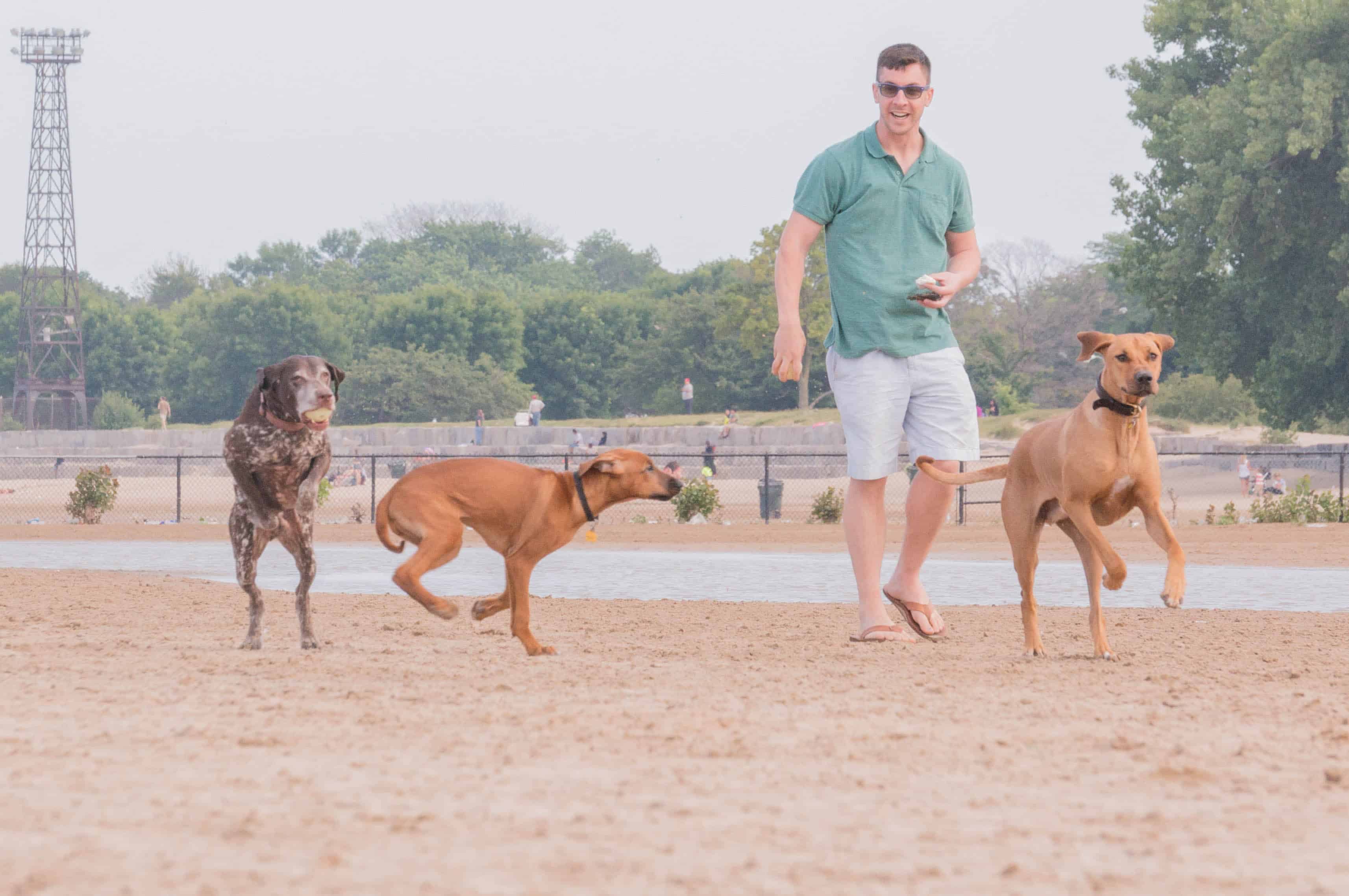 Montrose dog beach, chicago, dog-friendly, marking our territory, chicago