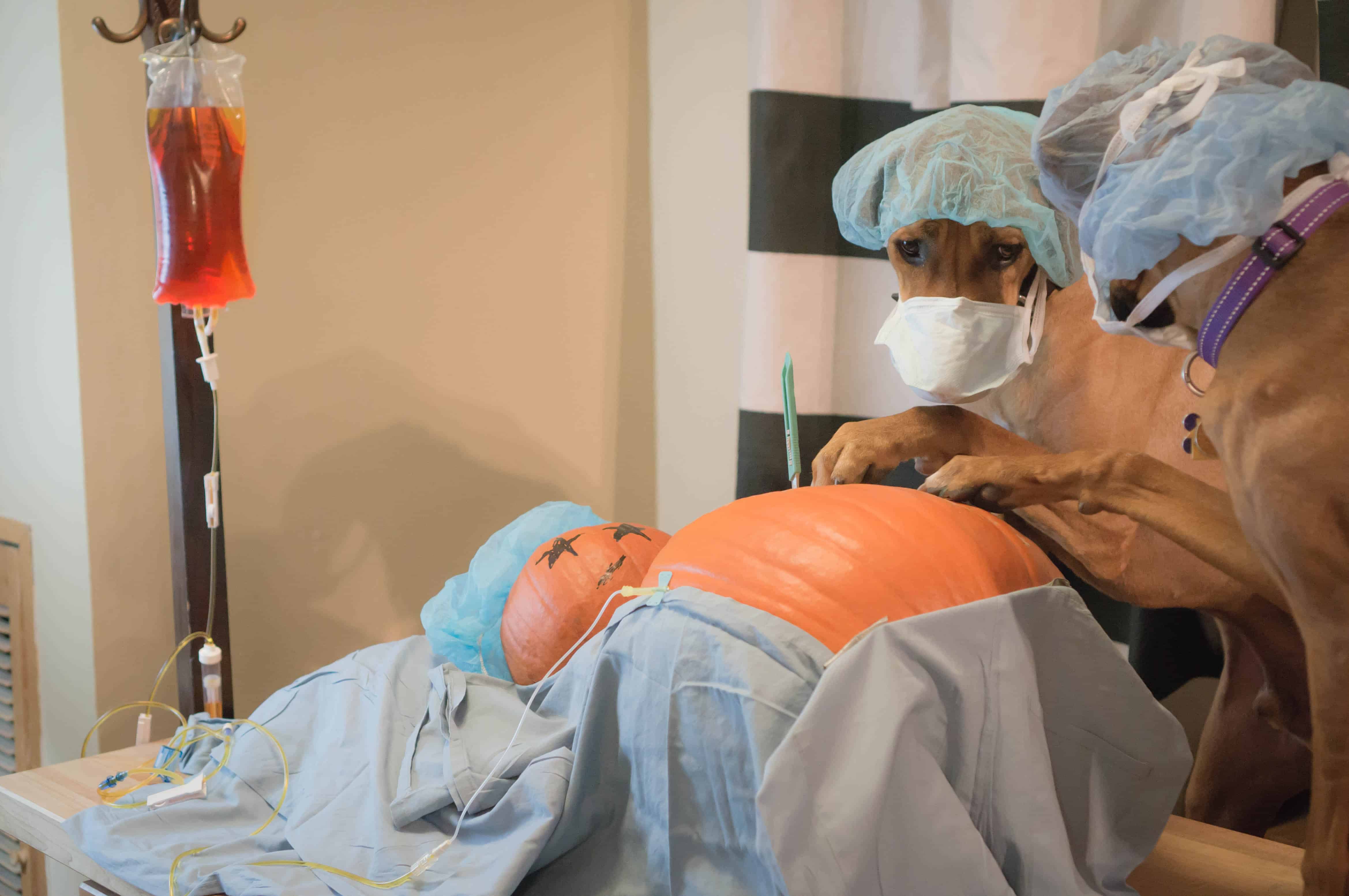 funny pumpkin, dog, surgery, hospital, marking our territory, doctor, puppy