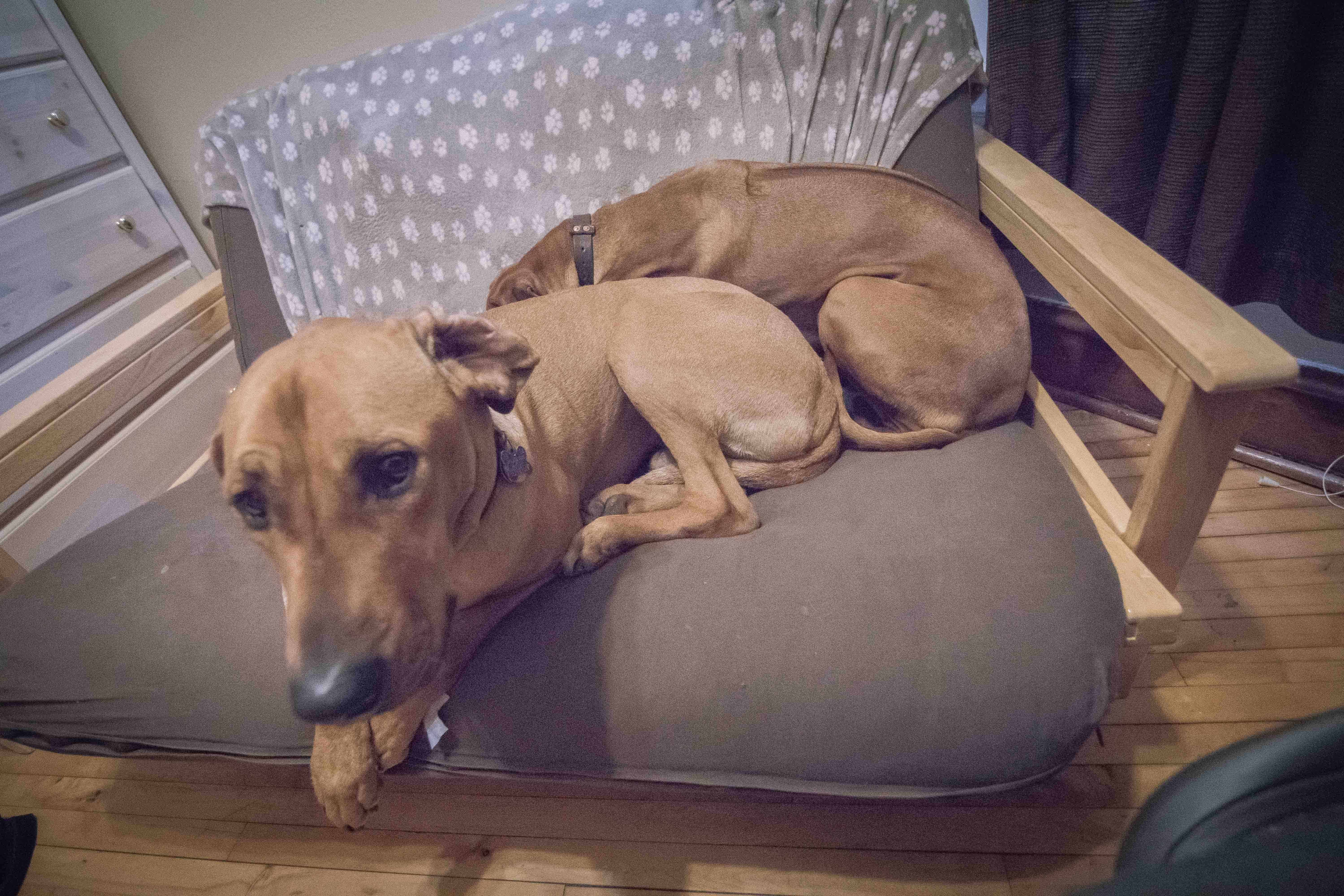 Rhodesian Ridgeback, puppy, chicago, adventure, dogs