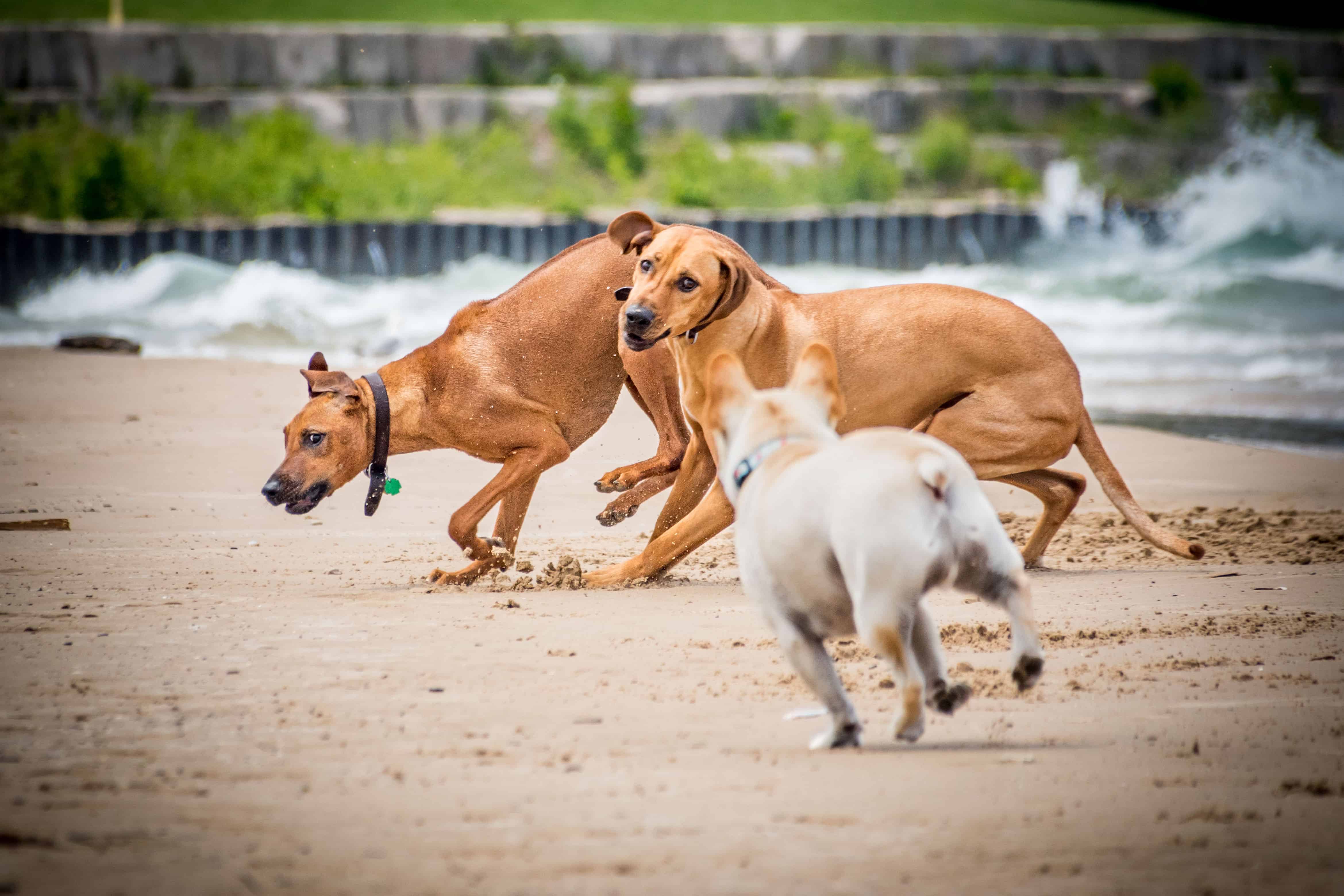 Rhodesian Ridgeback, puppy, chicago, dogs, cute, marking our territory