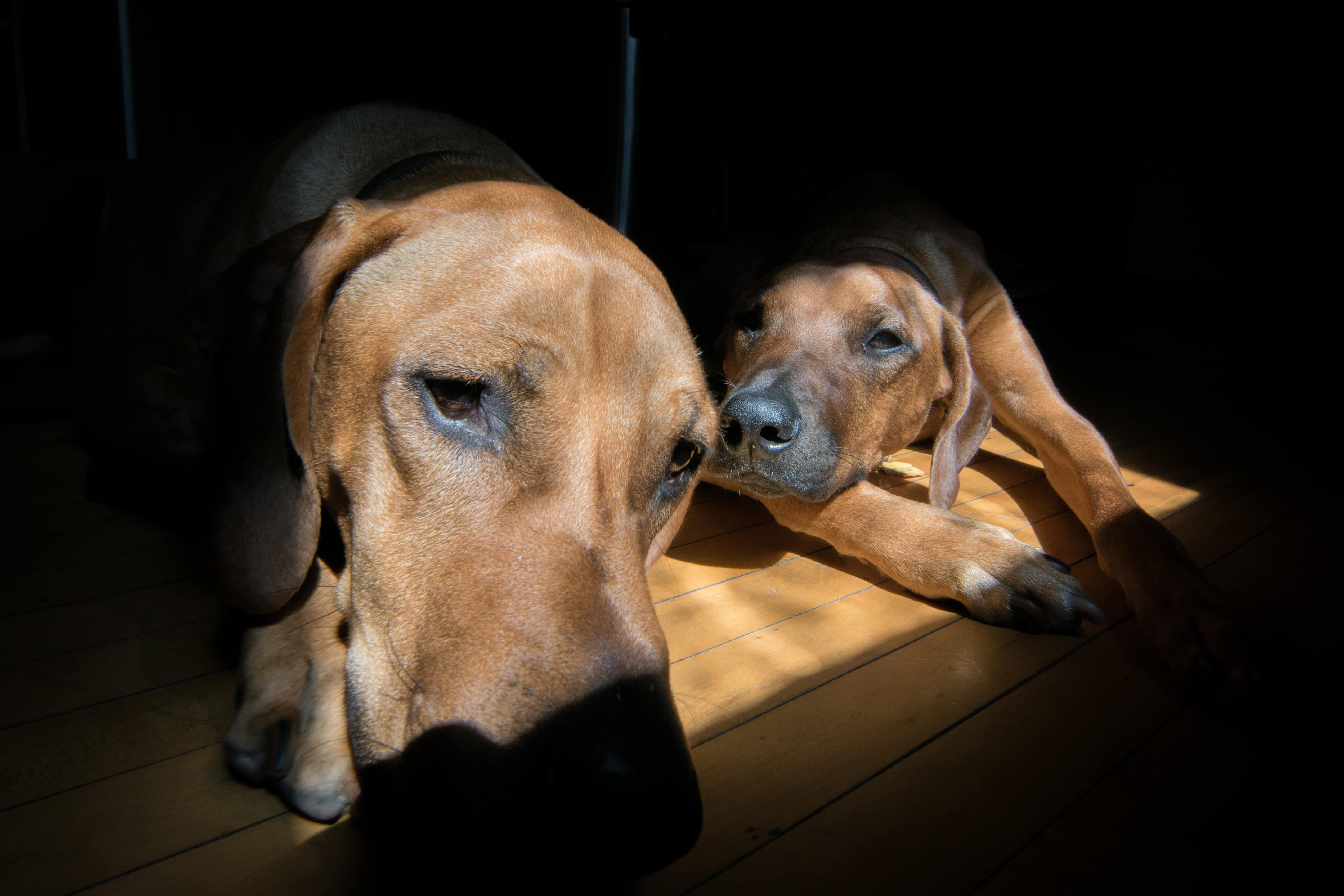 Rhodesian Ridgeback, puppy, sun, cute, chicago