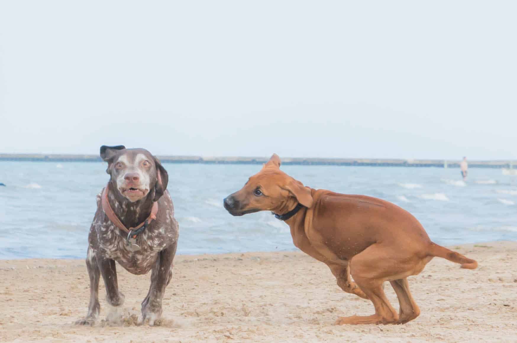 Montrose dog beach, chicago, dog-friendly, marking our territory, chicago