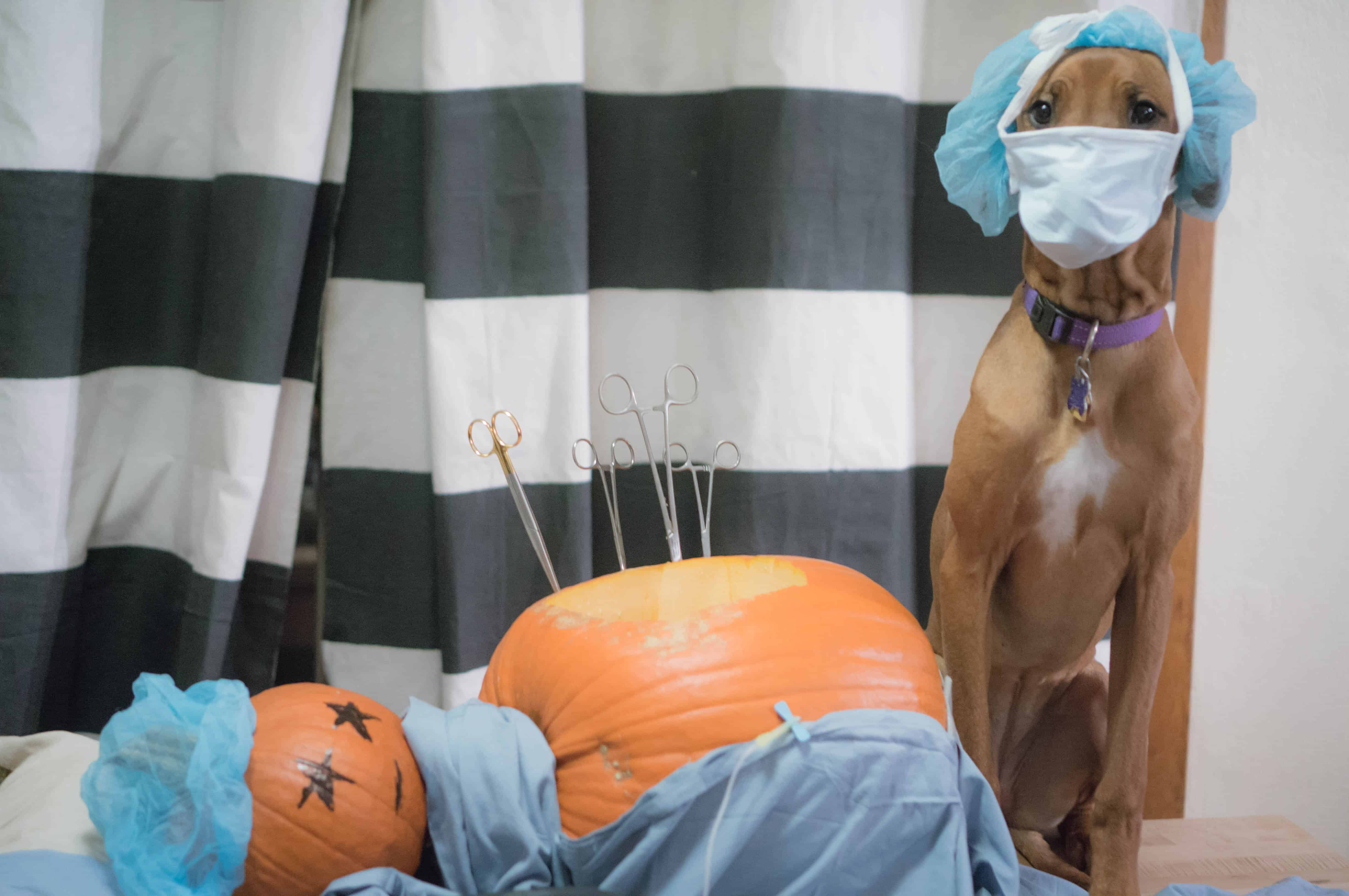 funny pumpkin, dog, surgery, hospital, marking our territory, doctor, puppy