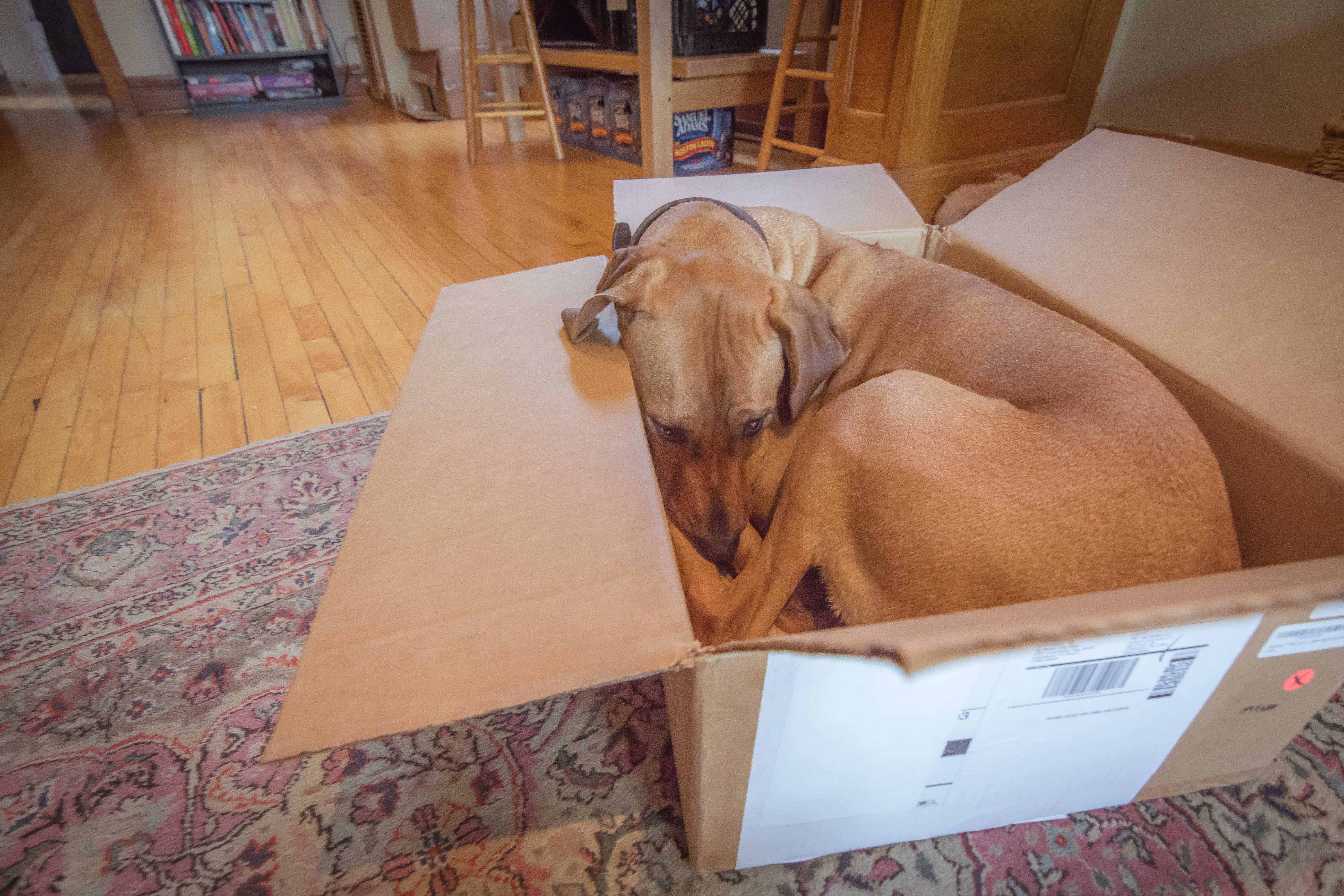 Rhodesian Ridgeback, puppy, chicago, adventure, bed, dogs, ,marking our territory