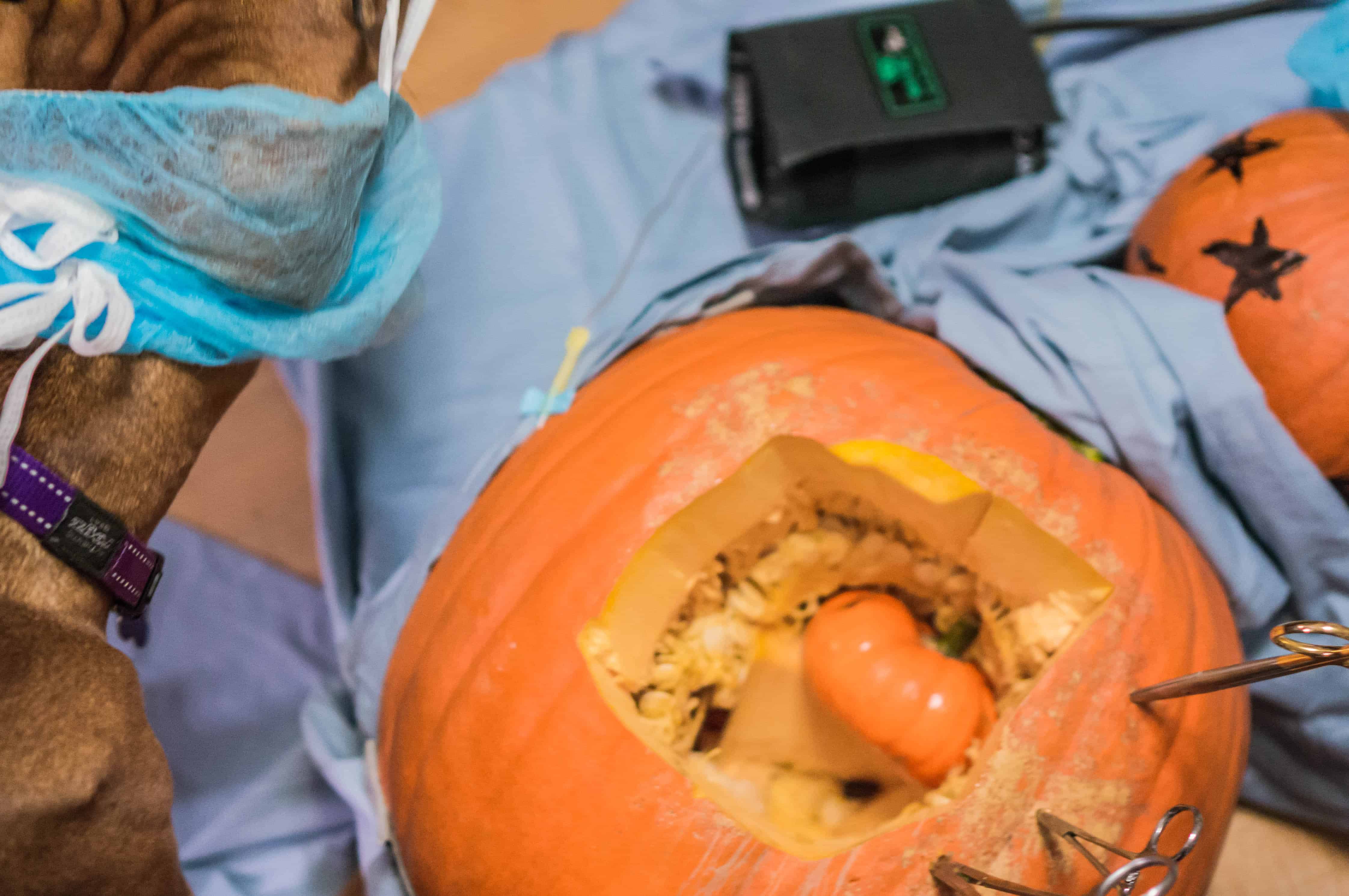 funny pumpkin, dog, surgery, hospital, marking our territory, doctor, puppy