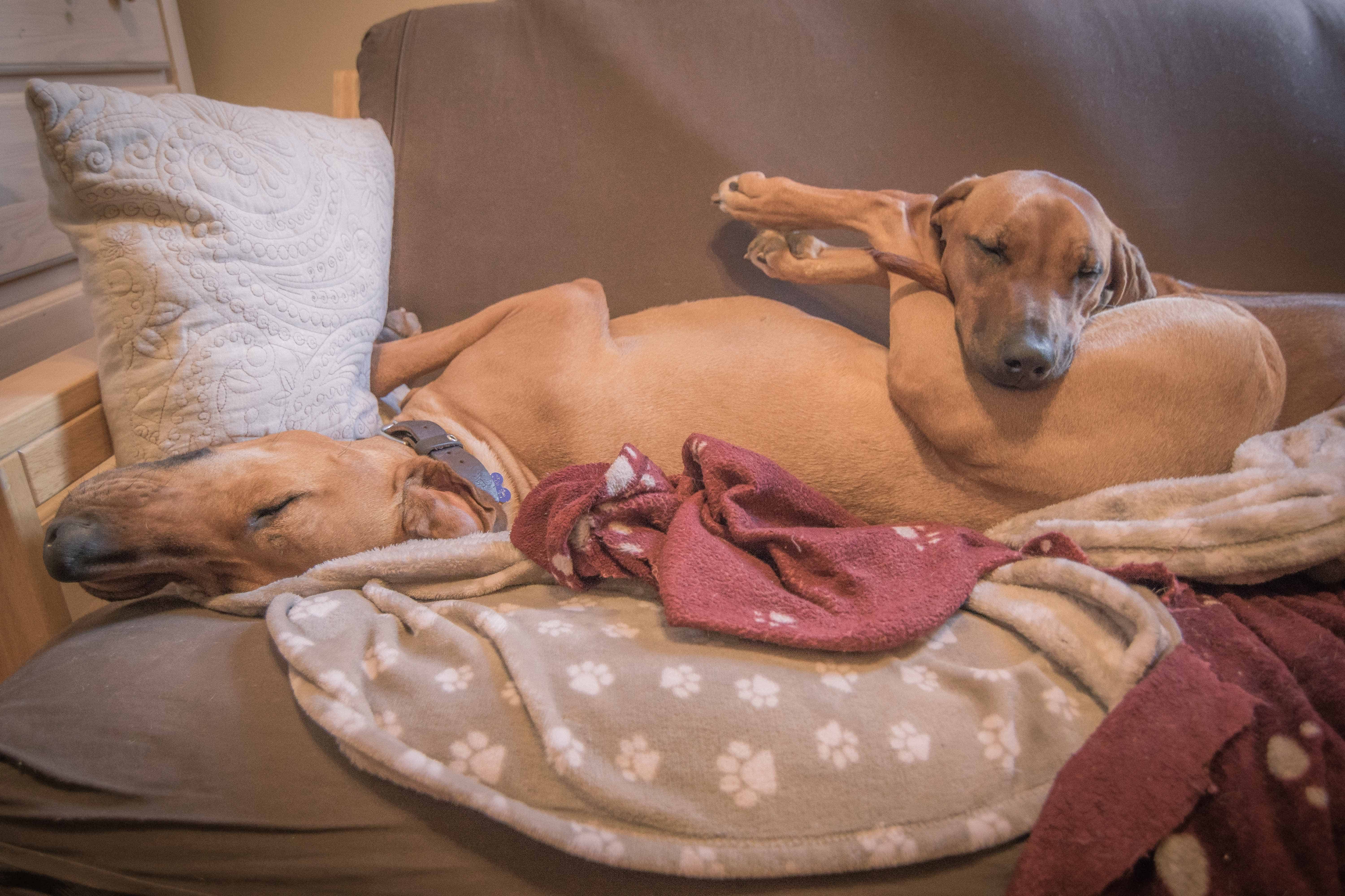 Rhodesian Ridgeback, puppy, chicago, adventure, dogs