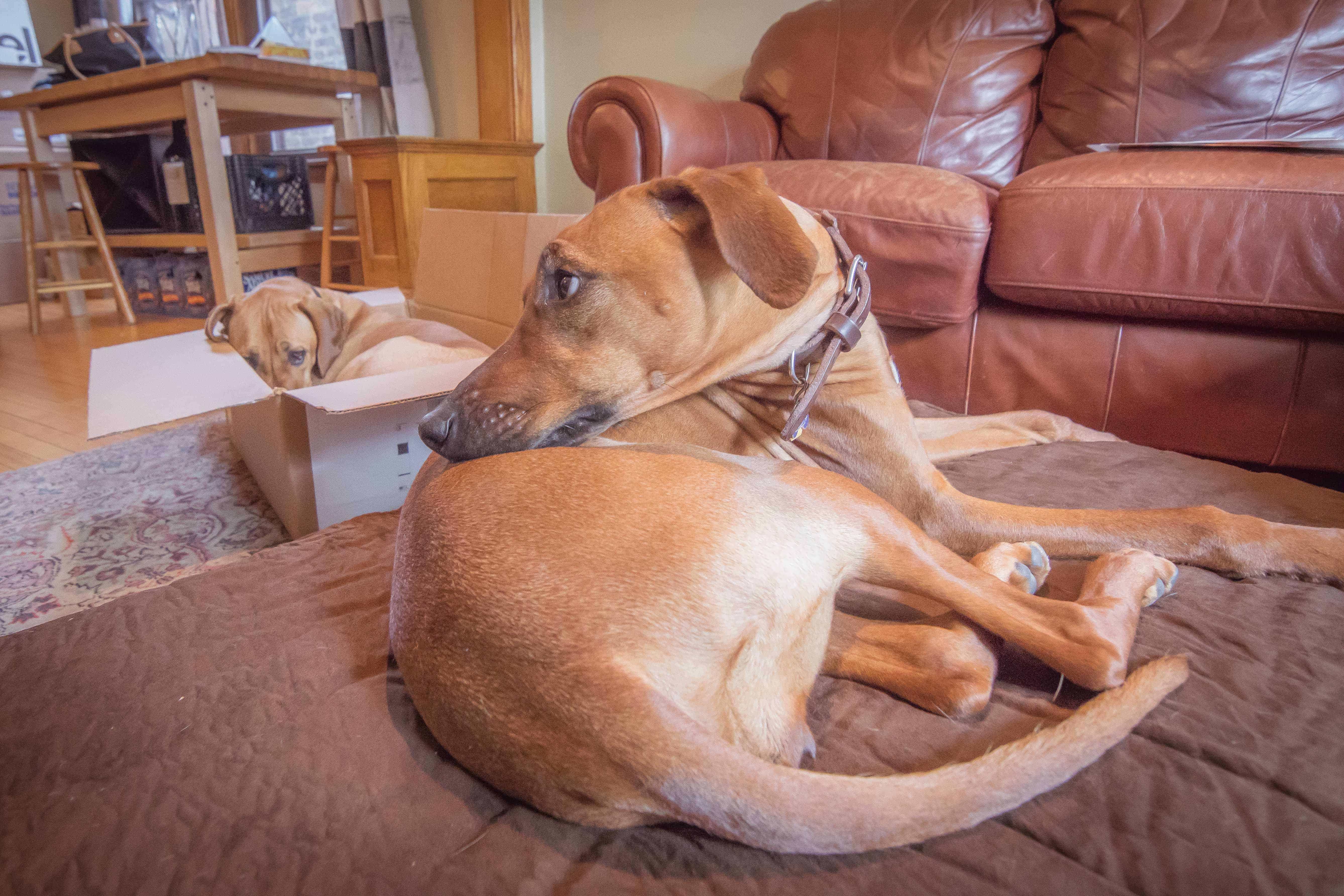 Rhodesian Ridgeback, puppy, chicago, adventure, bed, dogs, ,marking our territory